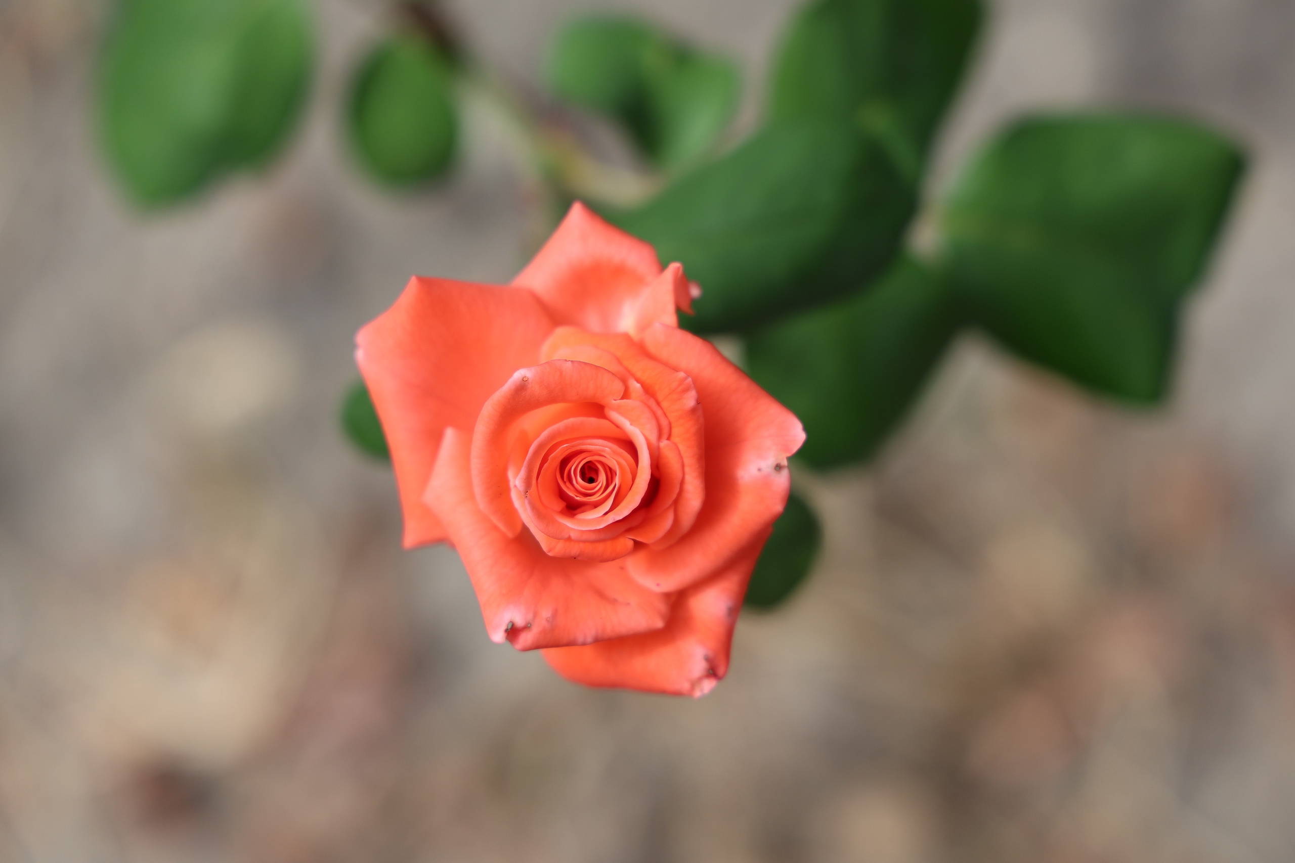 Ставрополец — Оздоровительный пансионат | с. Широкая Балка г. Новороссийск