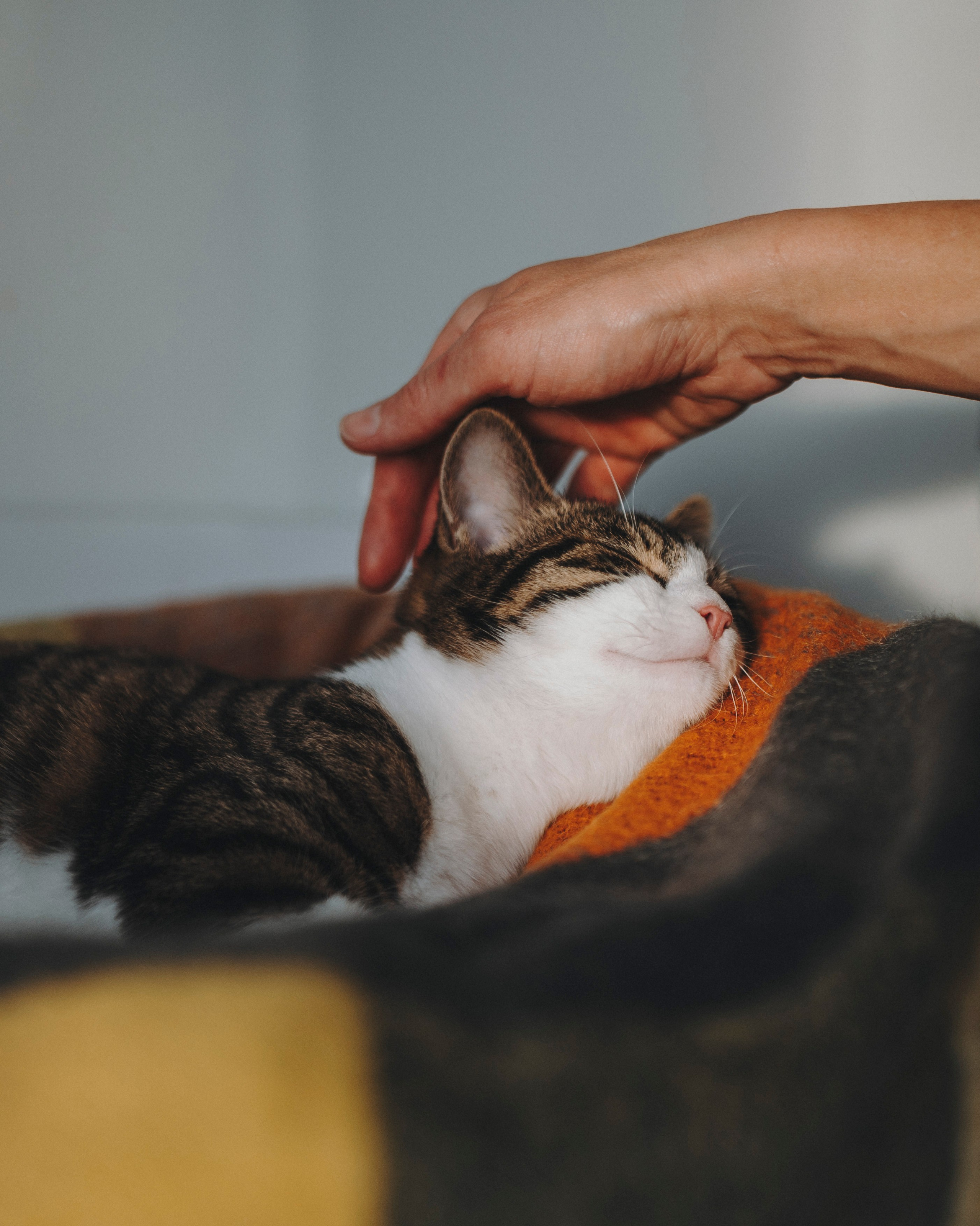 Животные. Фотограф Сочи-Краснодар