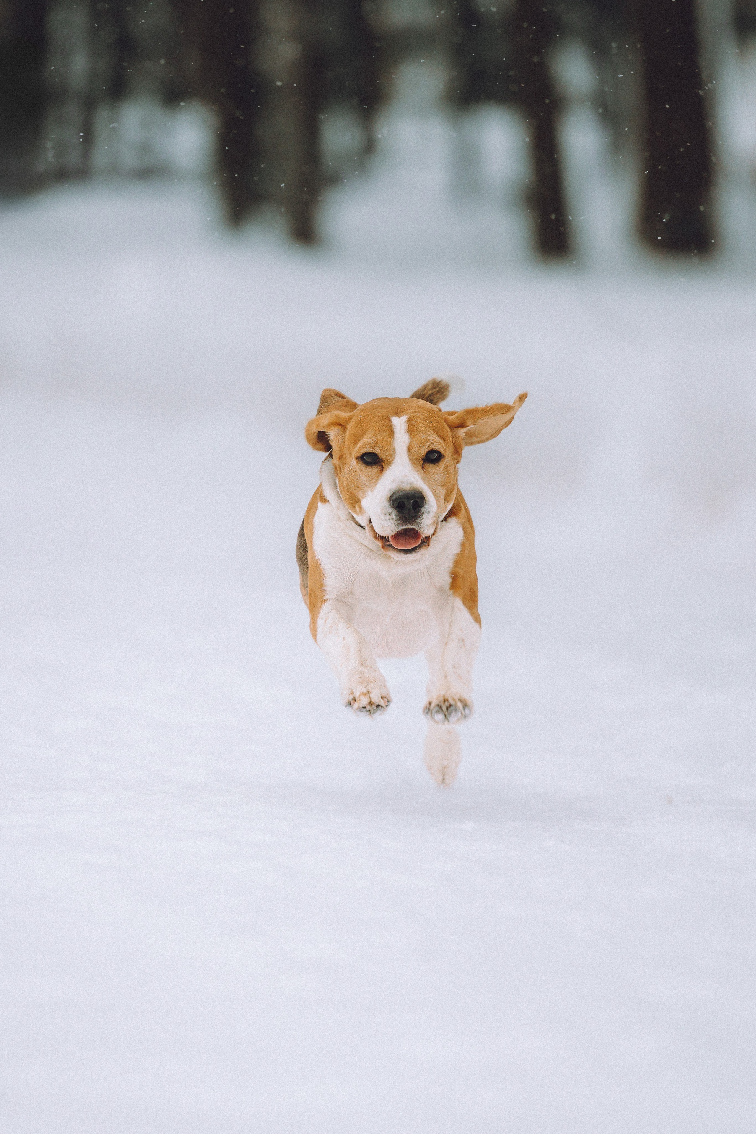 Роман, Портер и Коррес