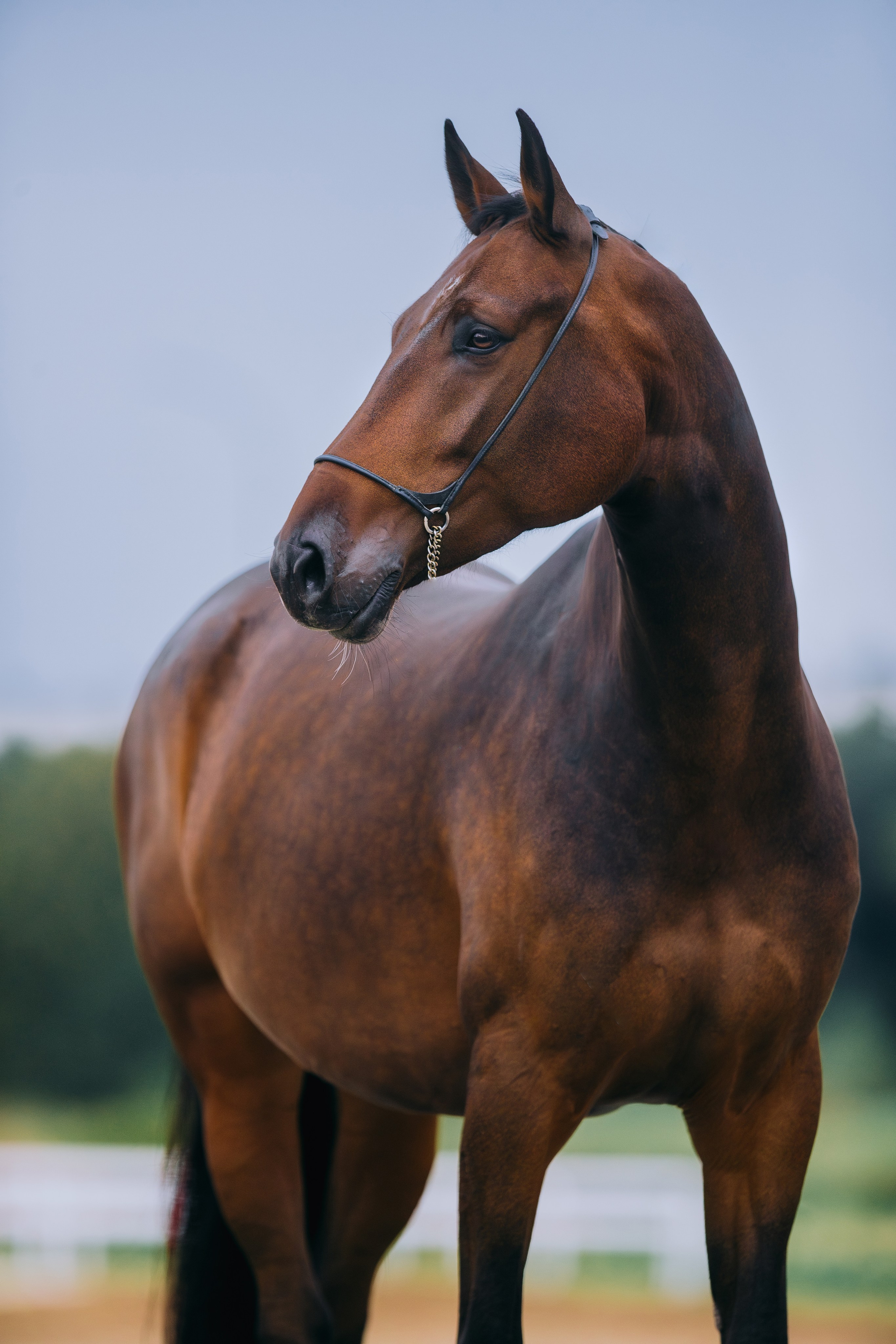 На природе. Фотограф-анималист Ксендзова Кристина