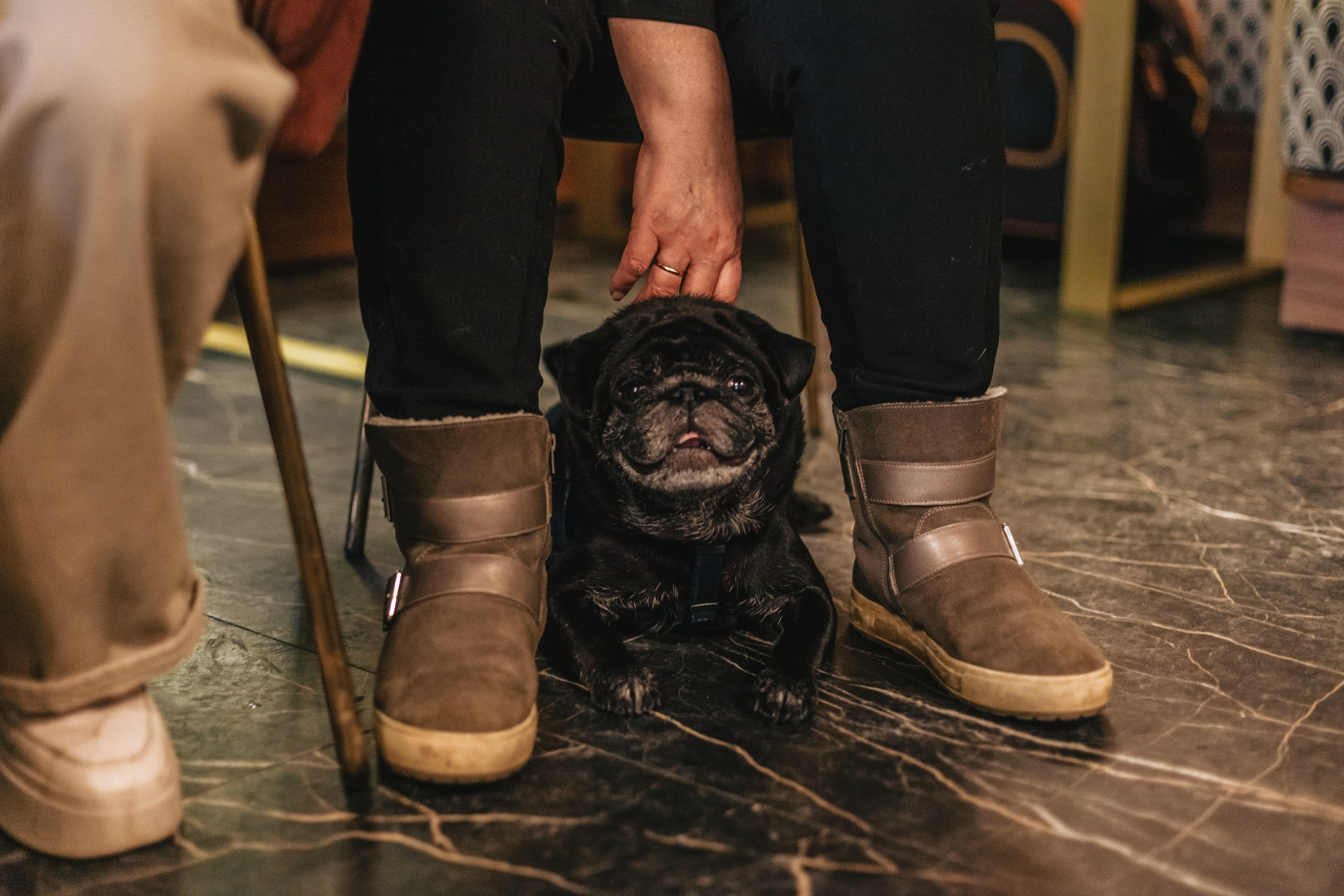 Мопсовстреча 02.12.2023. Фотограф-анималист Татьяна Степанова