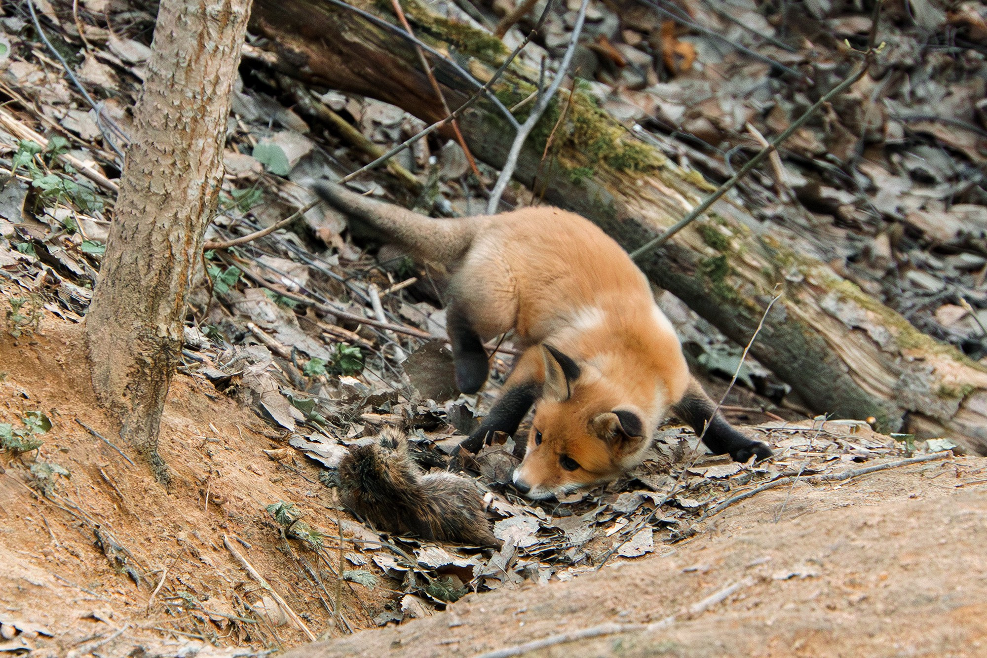 Животные. Ваш личный фотограф Марина Волкова