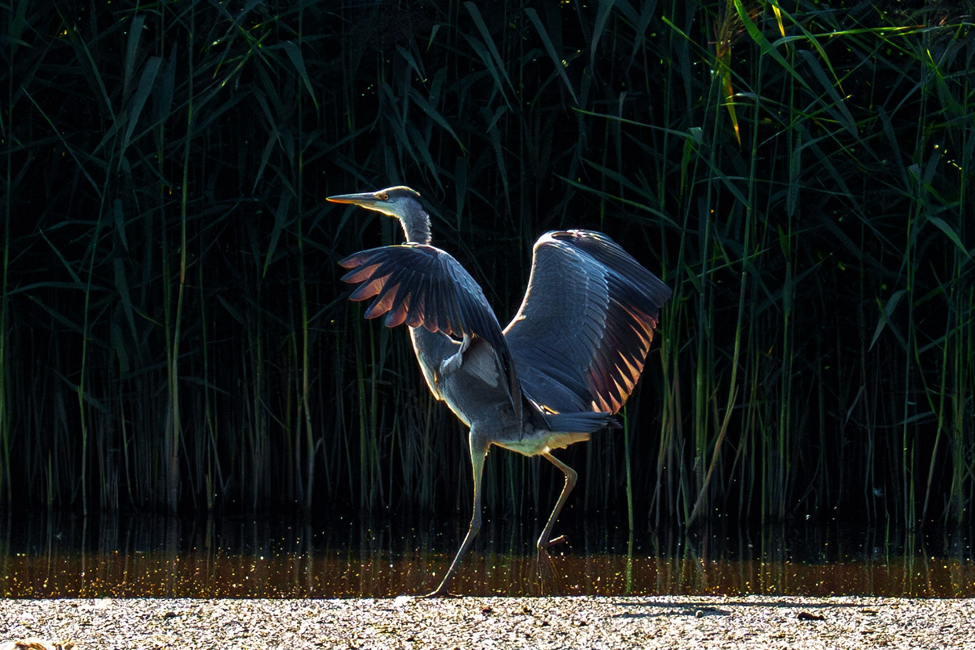 Удивительные мир птиц. Вокруг нас столько прекрасного — присмотритесь!. Ваш личный фотограф Марина Волкова