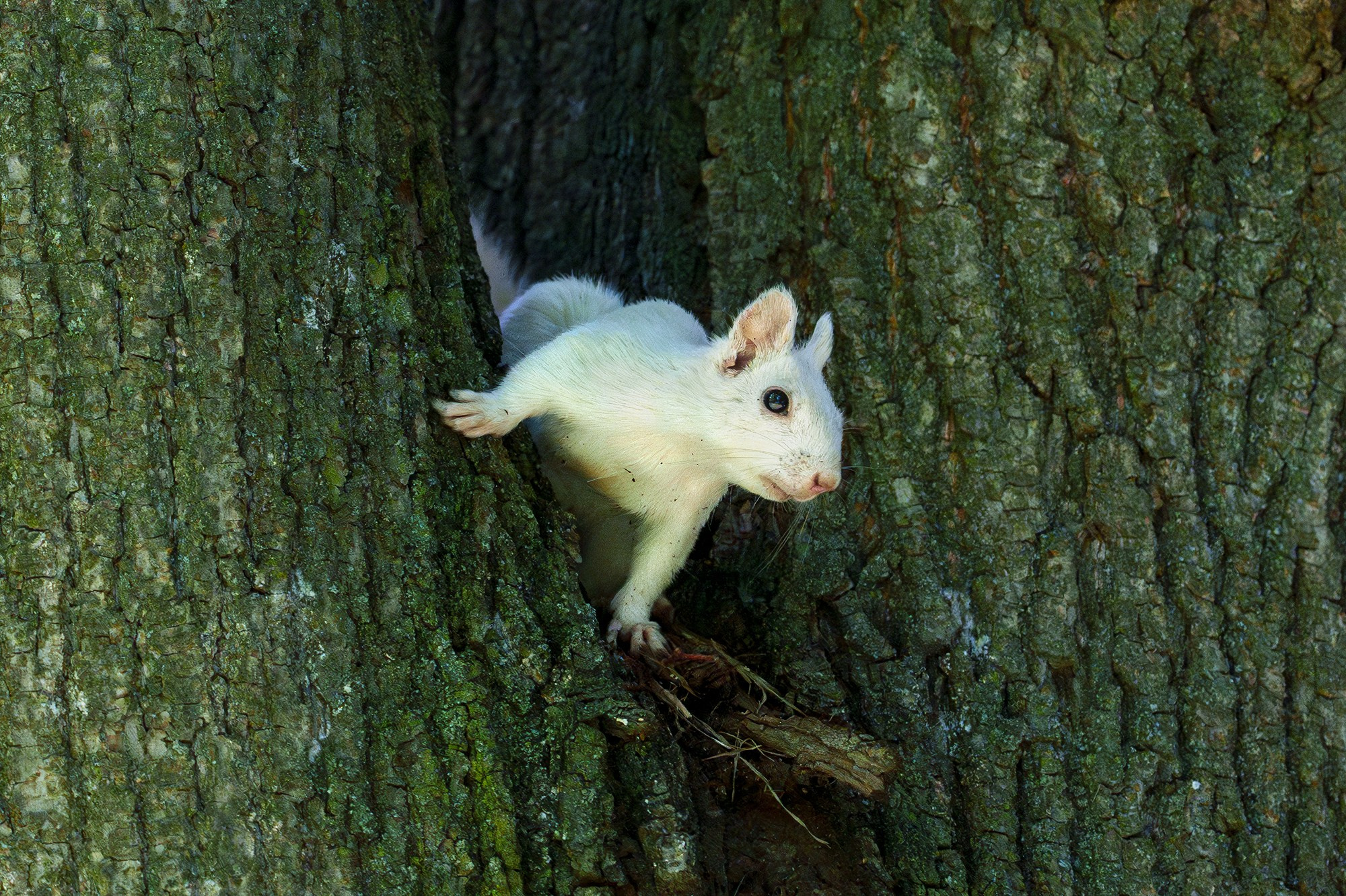 Животные. Ваш личный фотограф Марина Волкова