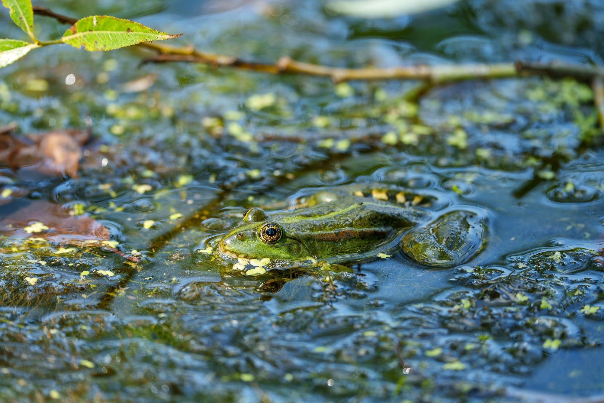 Животные. Ваш личный фотограф Марина Волкова
