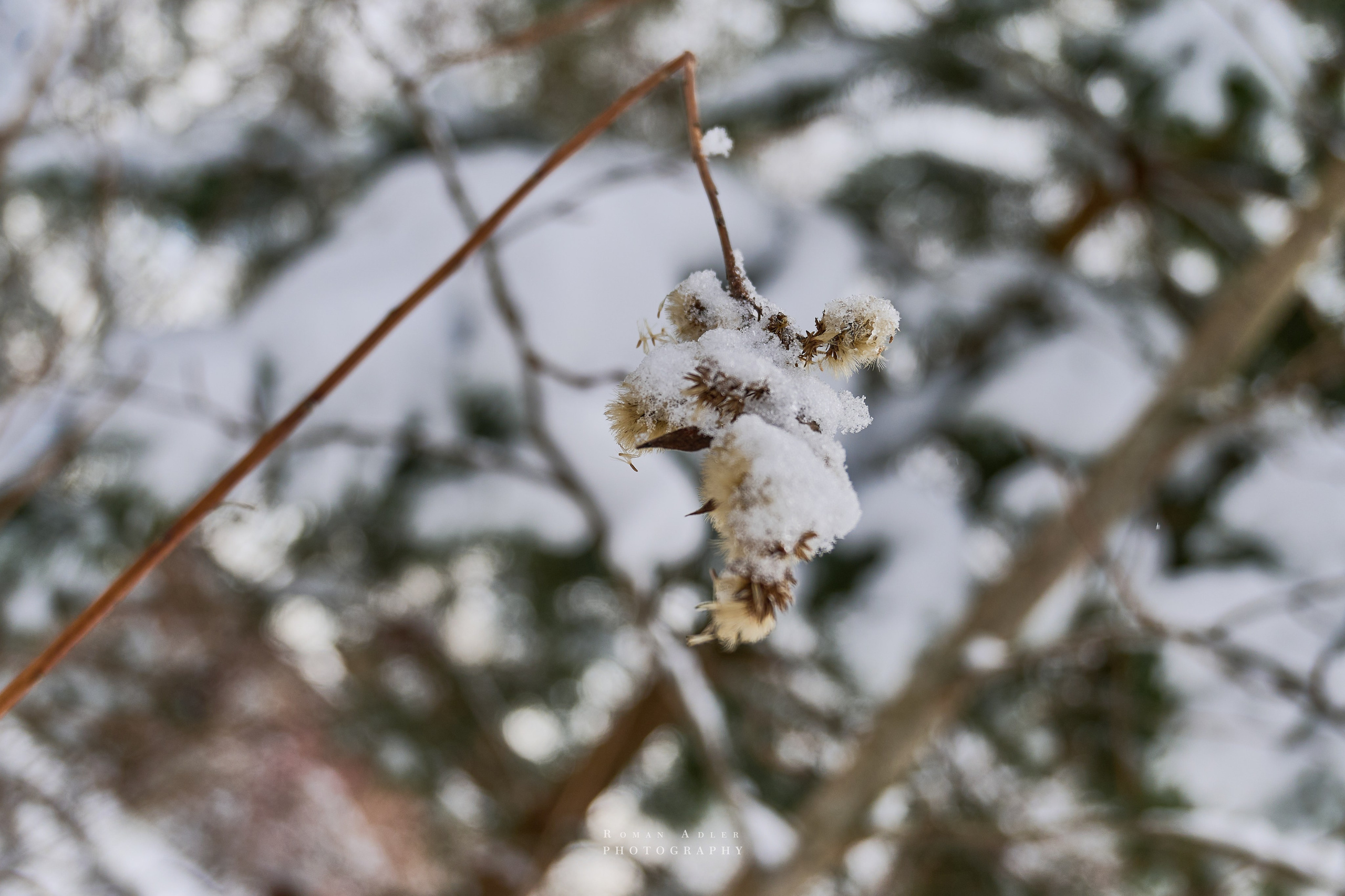 Апрельский снег. Москва 2025. Фотограф Роман Адлер