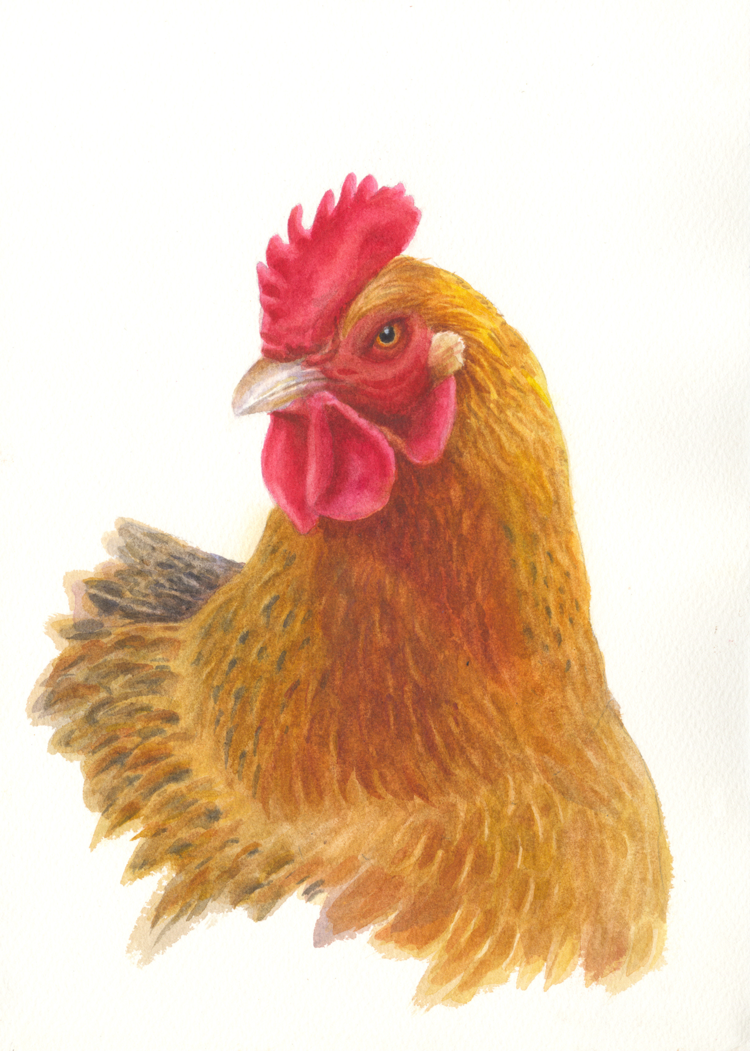 АНИМАЛИЗМ. Елена Опалева — художница. Москва