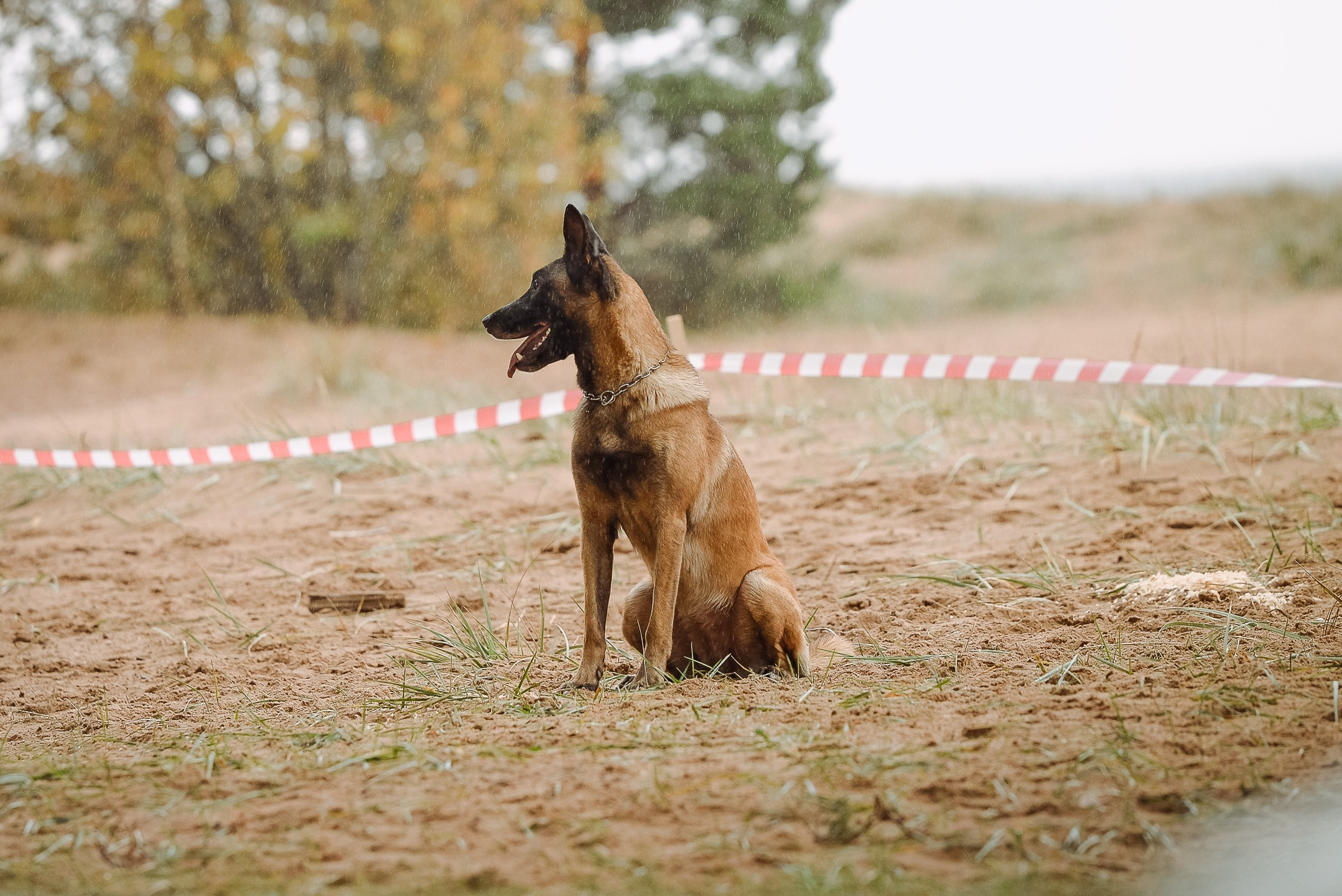Собаки. Фотограф-анималист в Санкт-Петербурге Анастасия Иванова