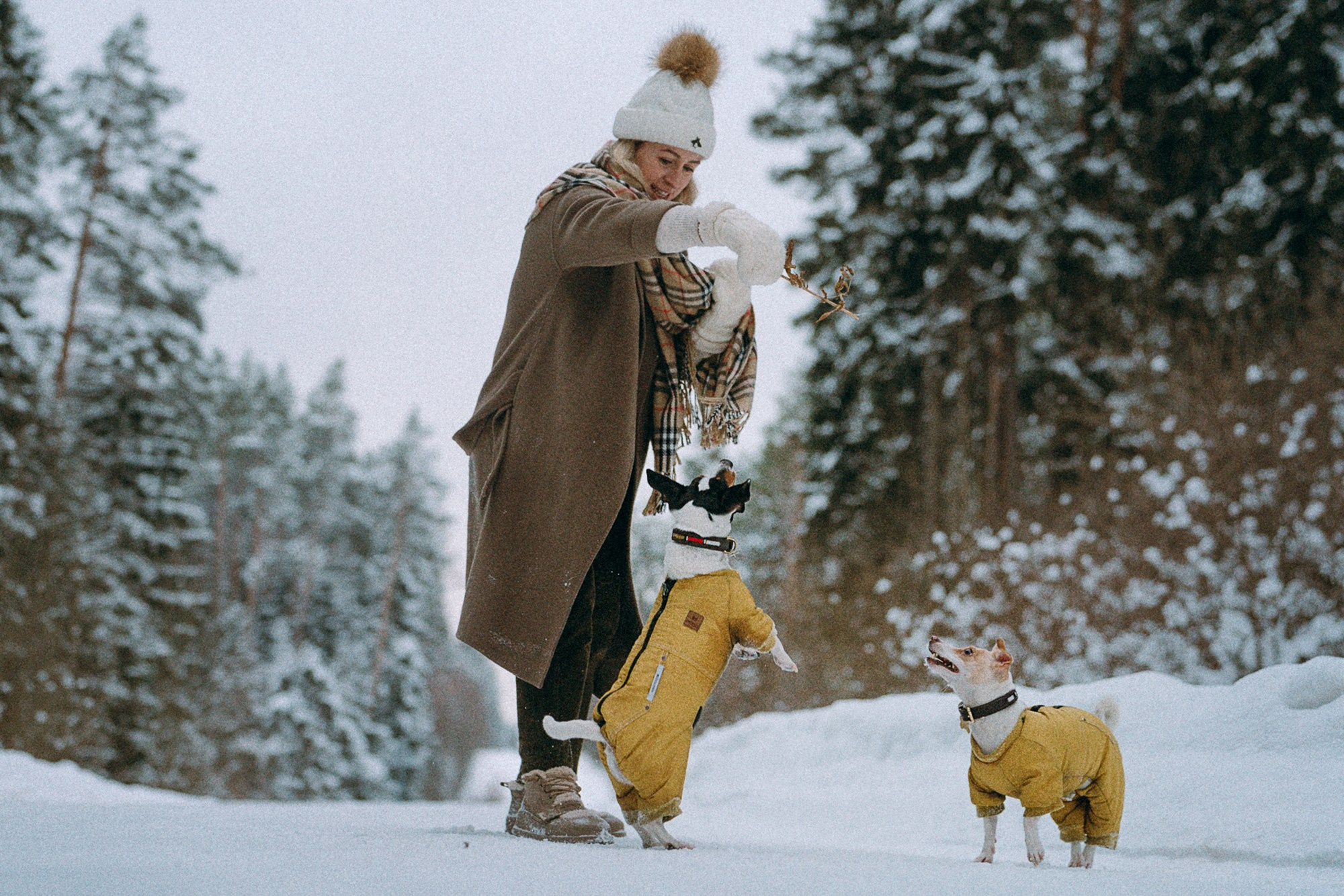Алина, Ваниль и Элис. Фотограф анималист в Москве и Санкт-Петербурге Свиридова Анна