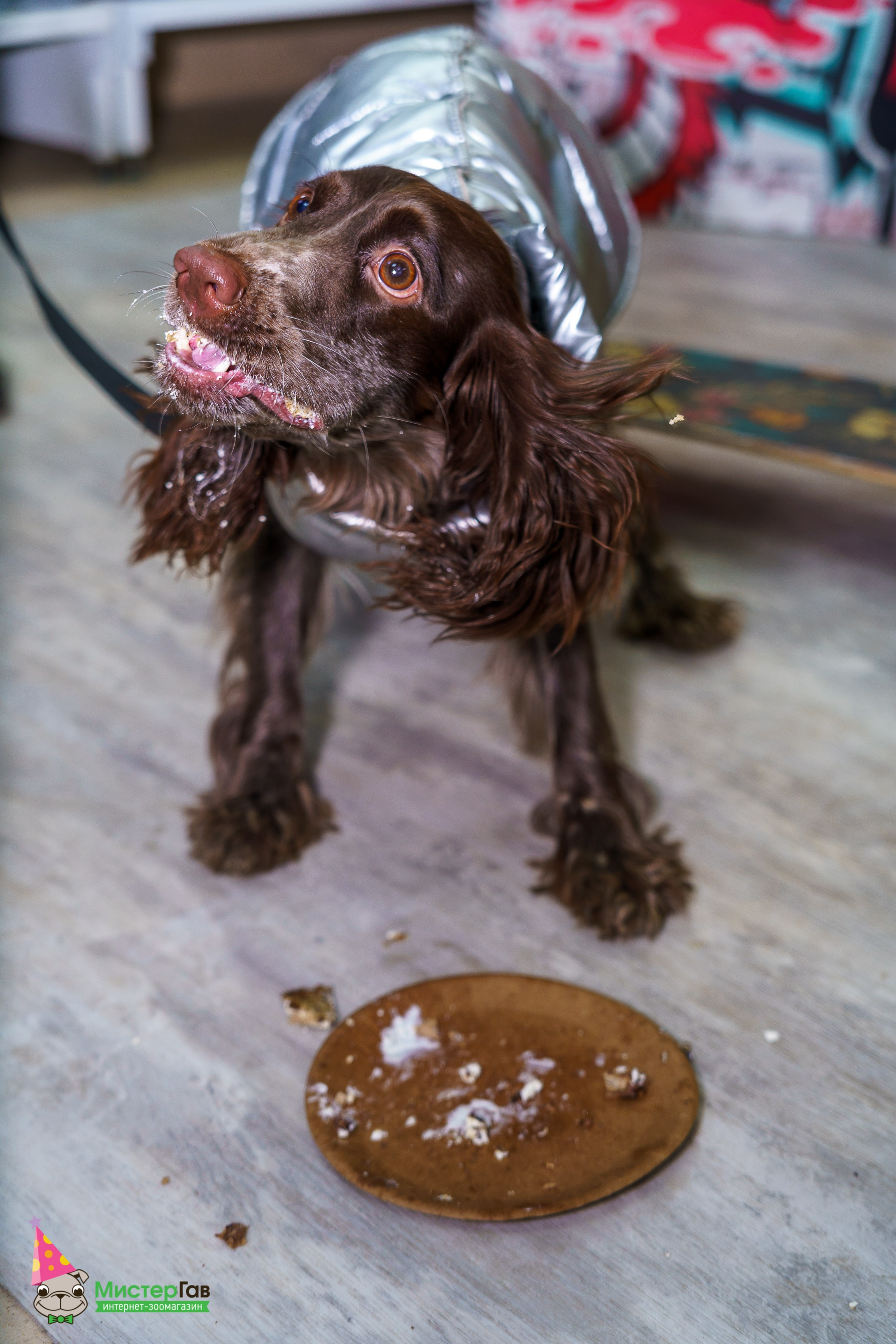 Мистер Гав -13 лет!. Фотограф Челябинск · Ольга Серебрякова