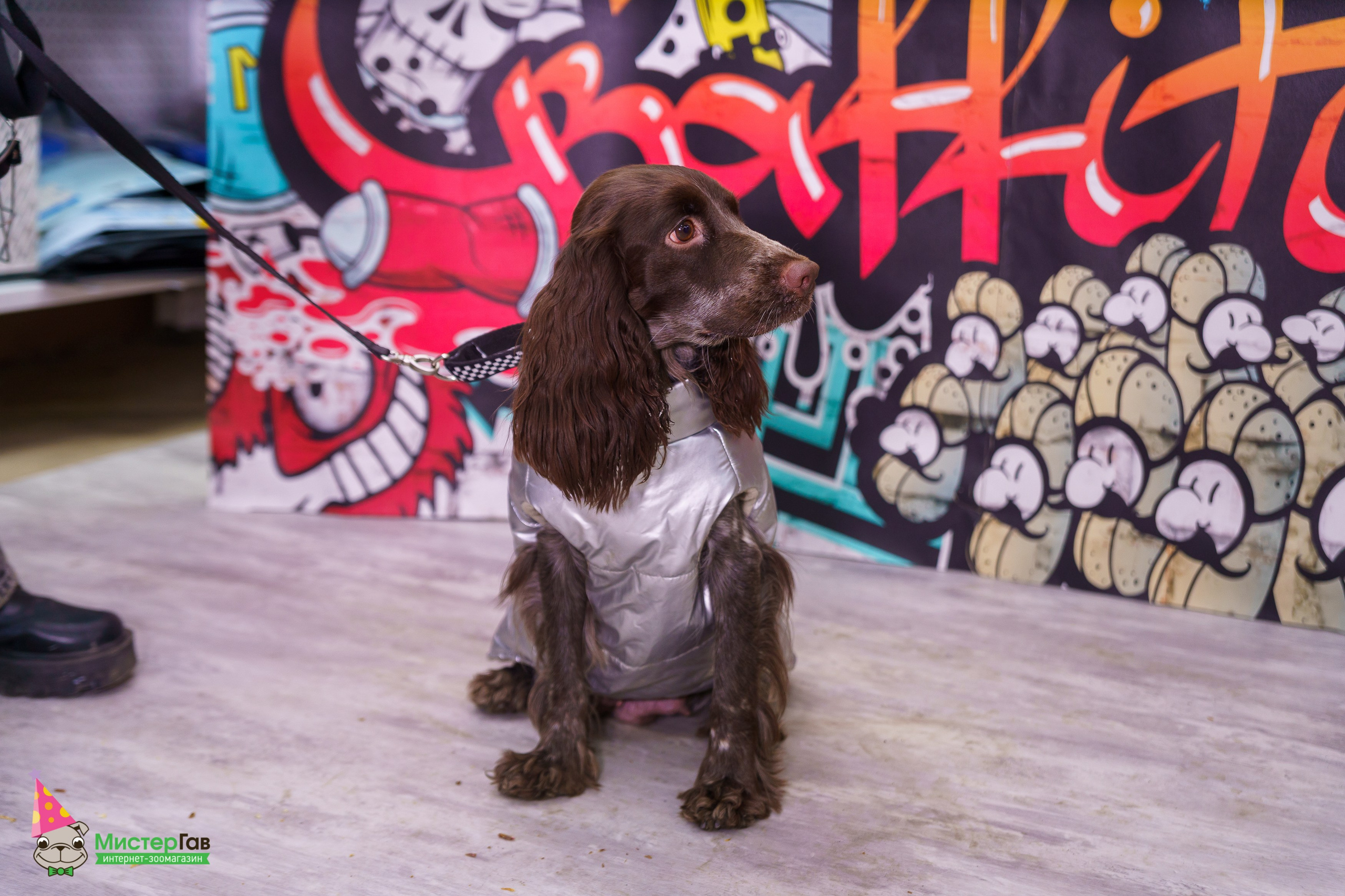 Мистер Гав -13 лет!. Фотограф Челябинск · Ольга Серебрякова