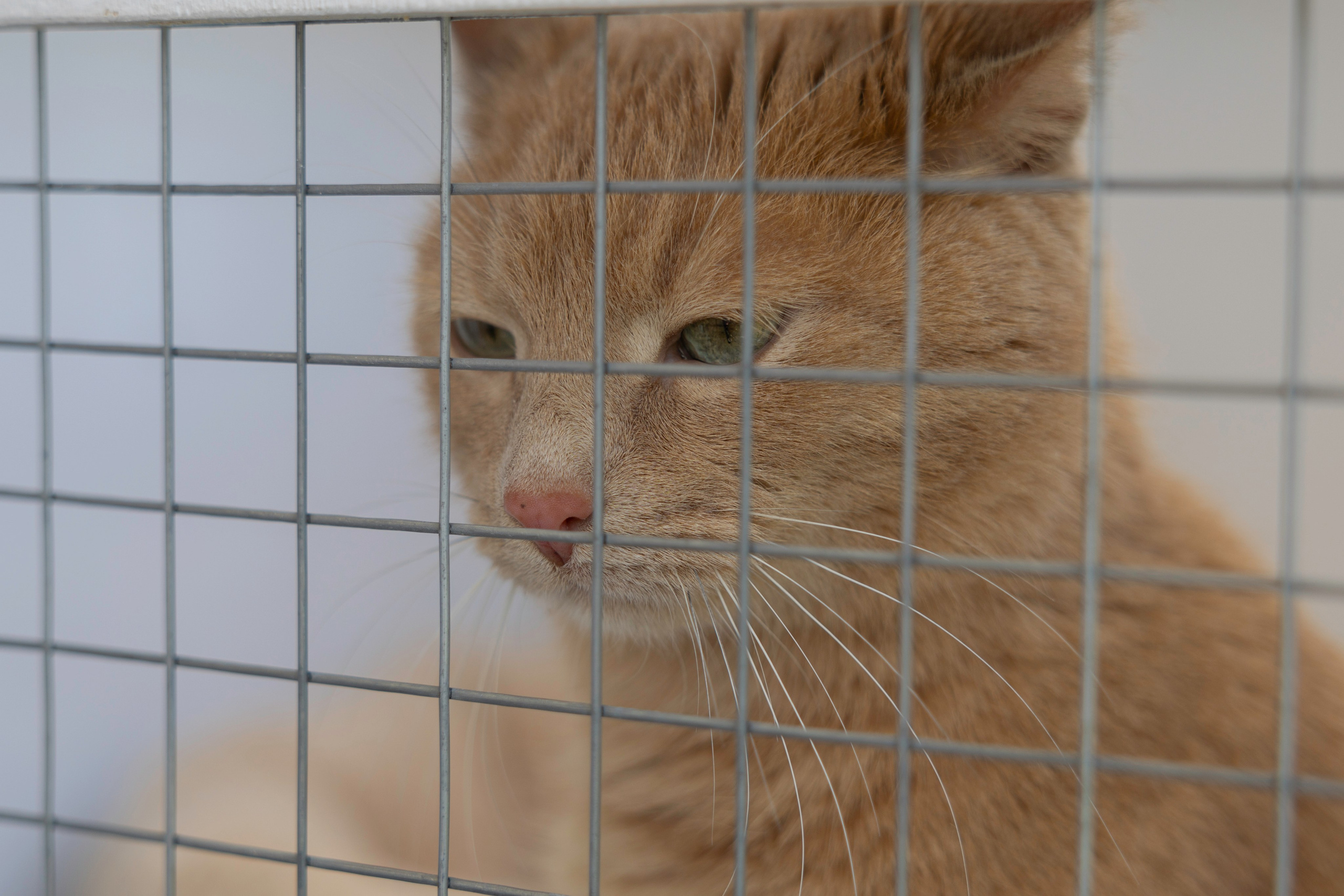 «ЛапкиФест». Фотограф, получающий удовольствие от своей работы