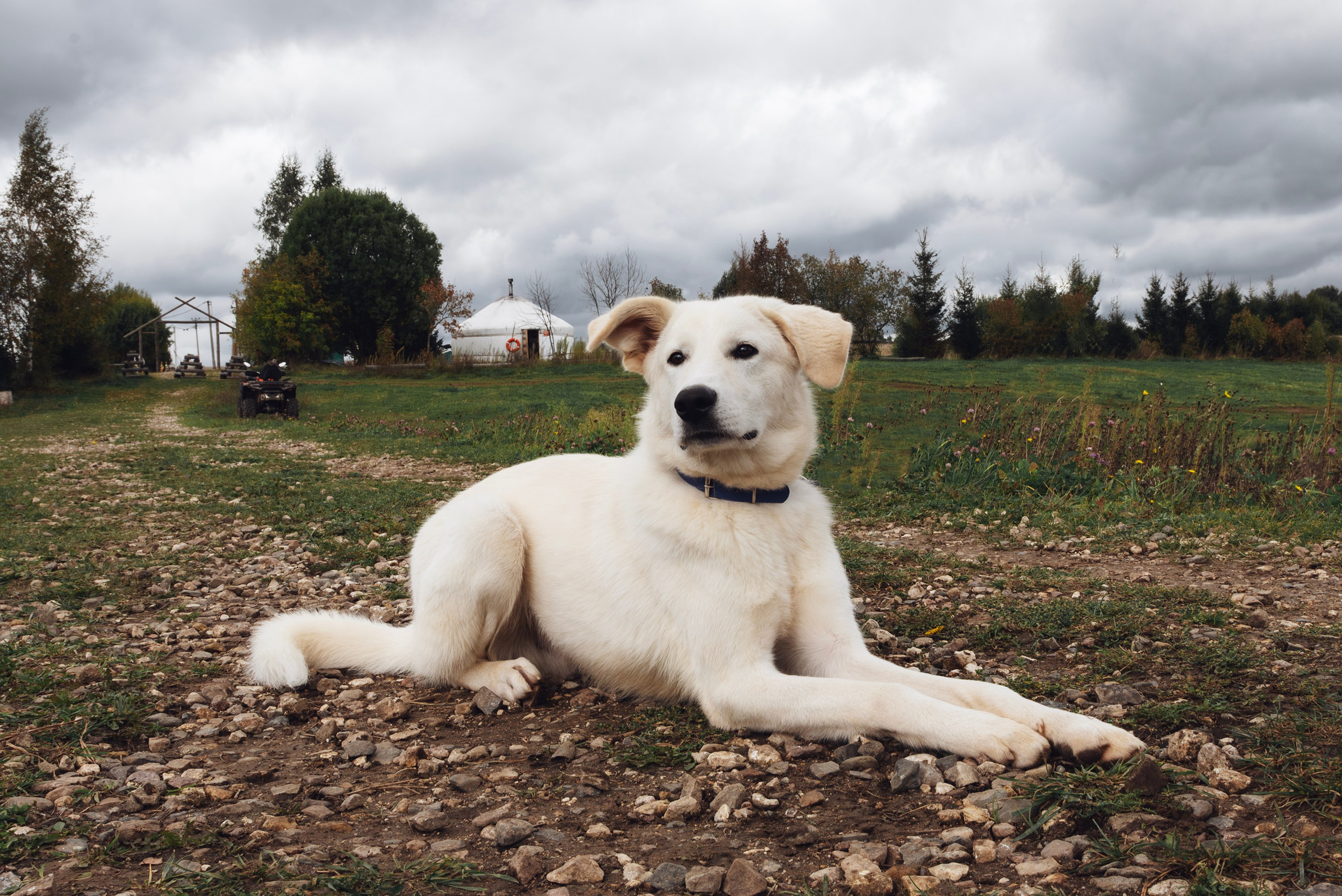 Помощь приютам — фотосессия собаки для дальнейшего пристройства. Фотосессии с лошадьми и вашими питомцами Сергиев Посад