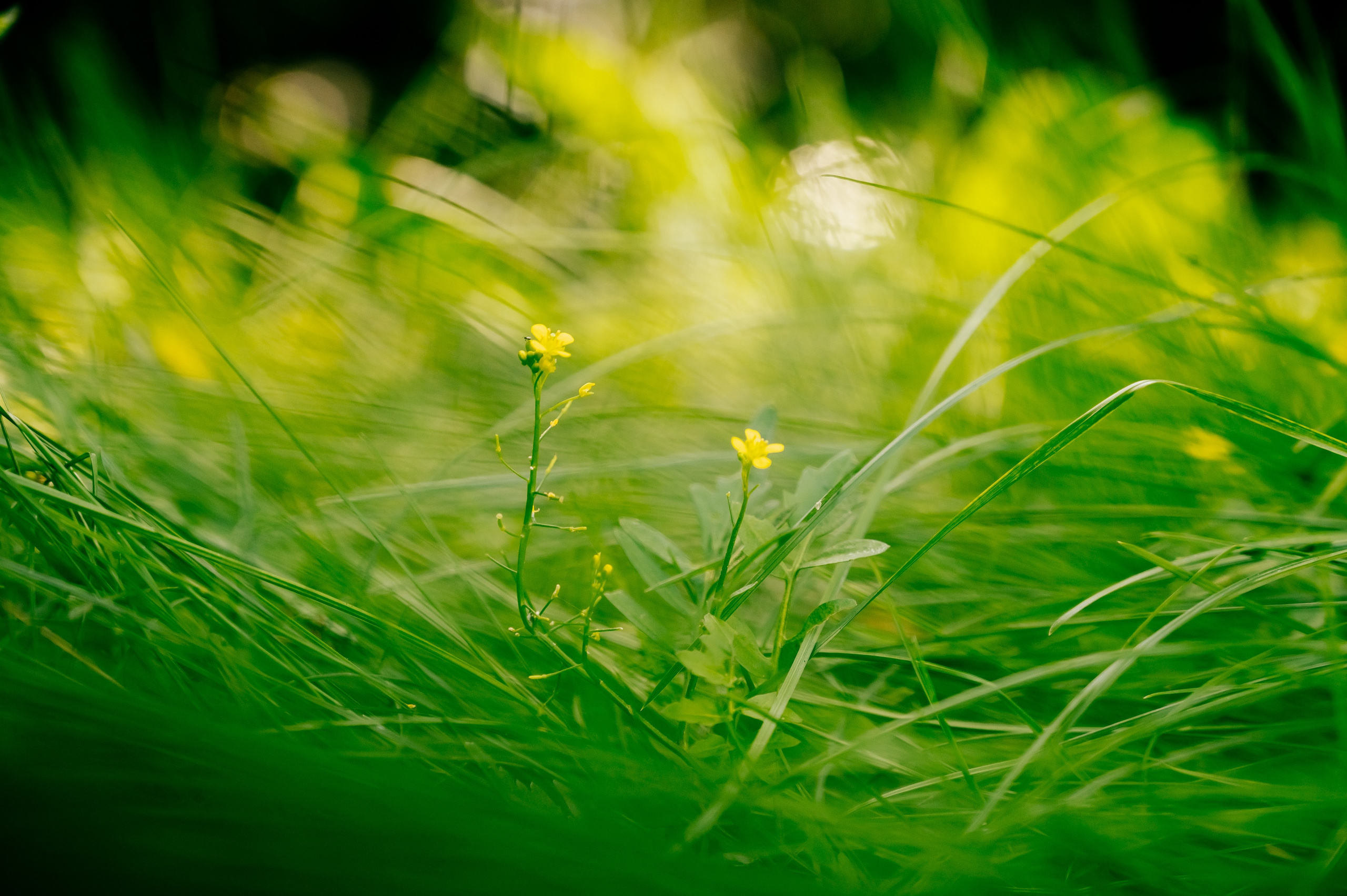 День Шахтёра в Парке Чудес 30.08.2025. Детский фотограф, семейный фотограф и репортажи в Кемерово