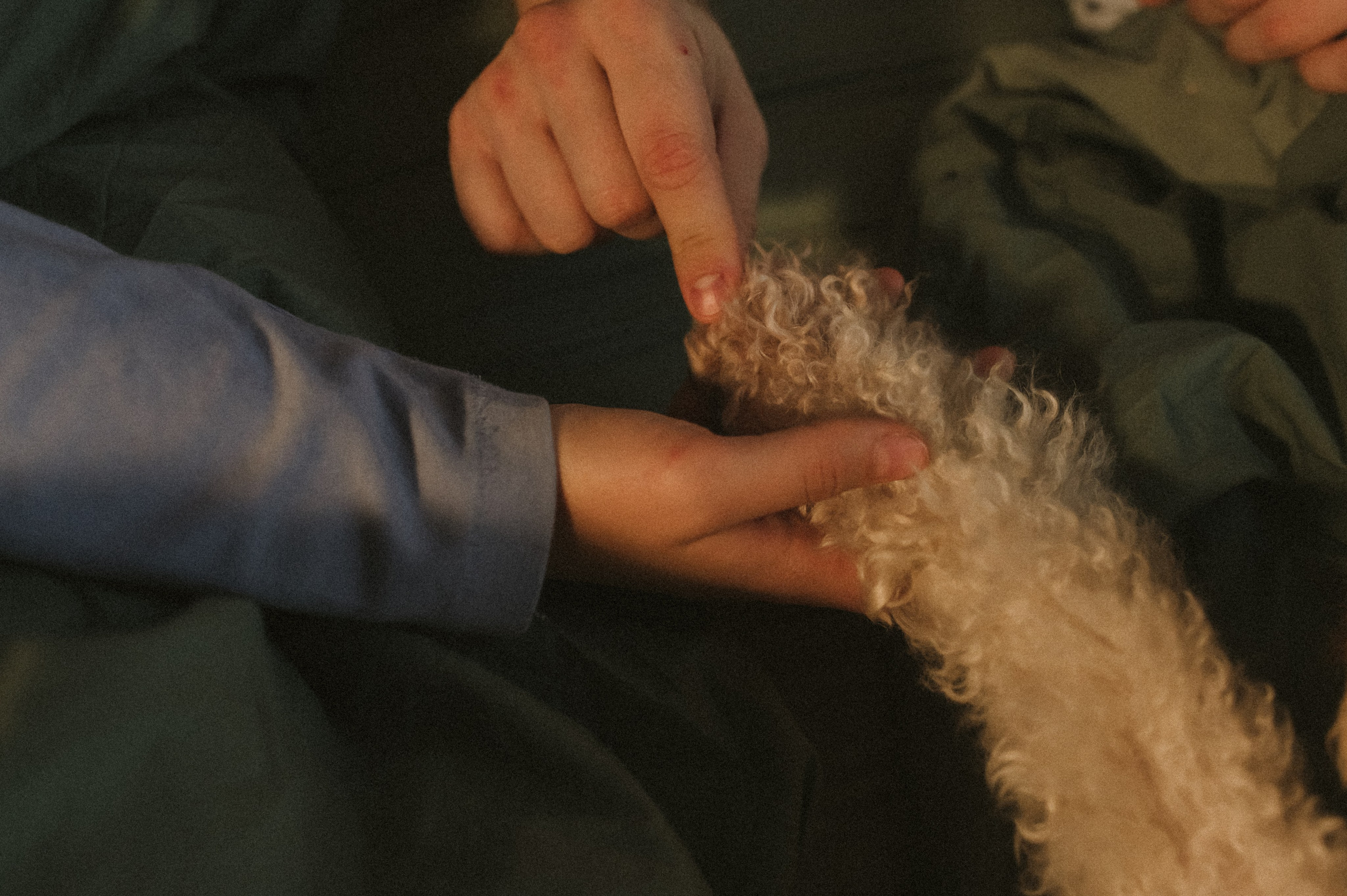 Ання и её кудрявая команда. Фотограф анималист в Москве Ольга Агушева