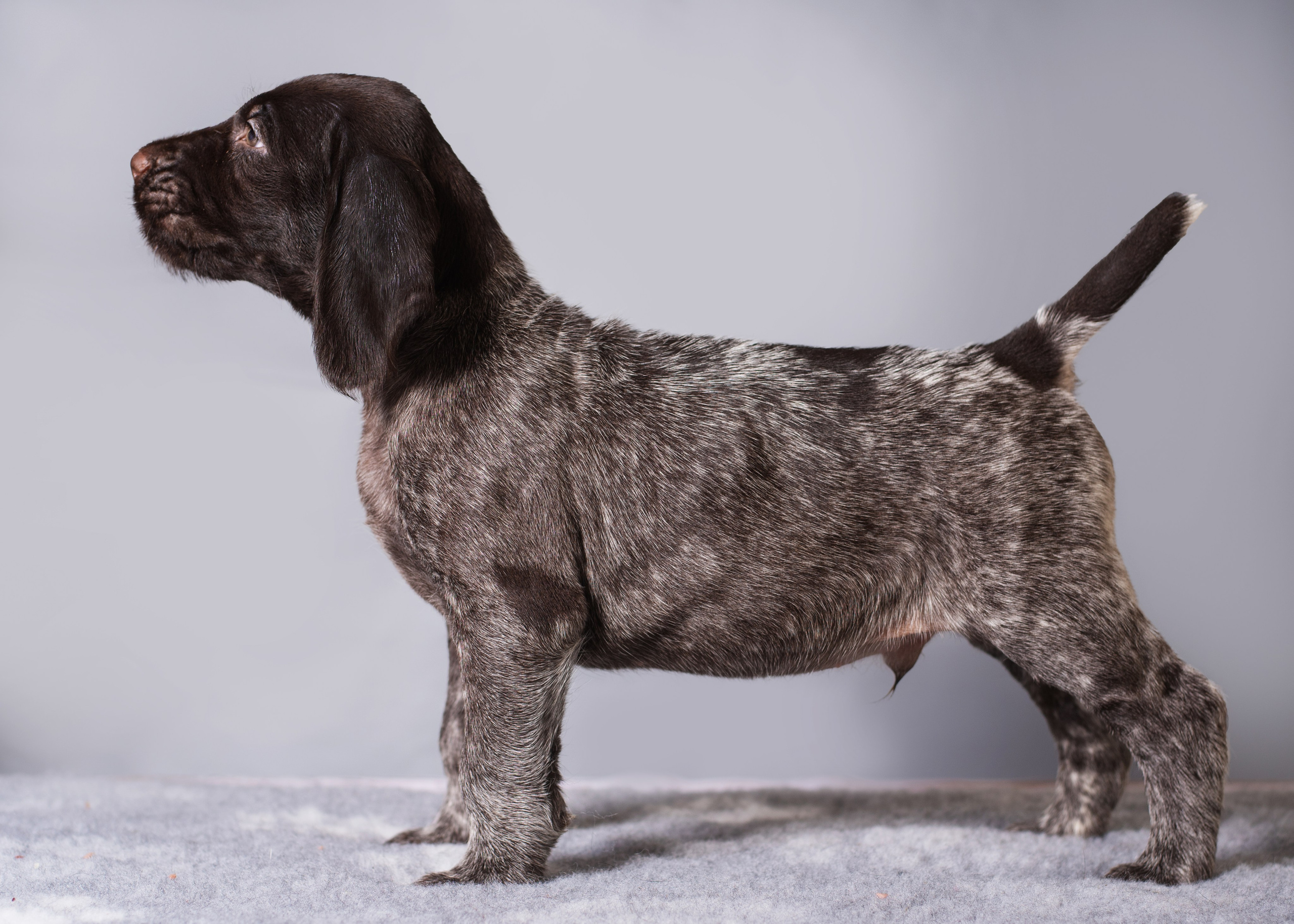 Дратхаарята. Дог-фотограф в Тюмени Александра Королева