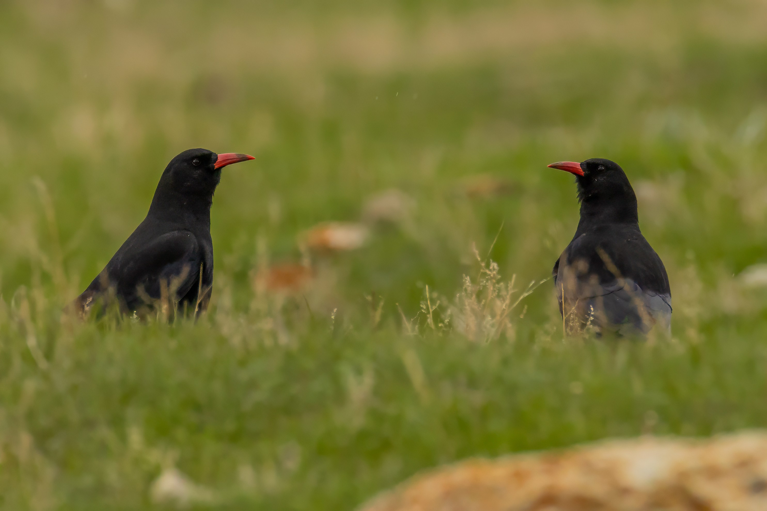 Клушица. Photomantis