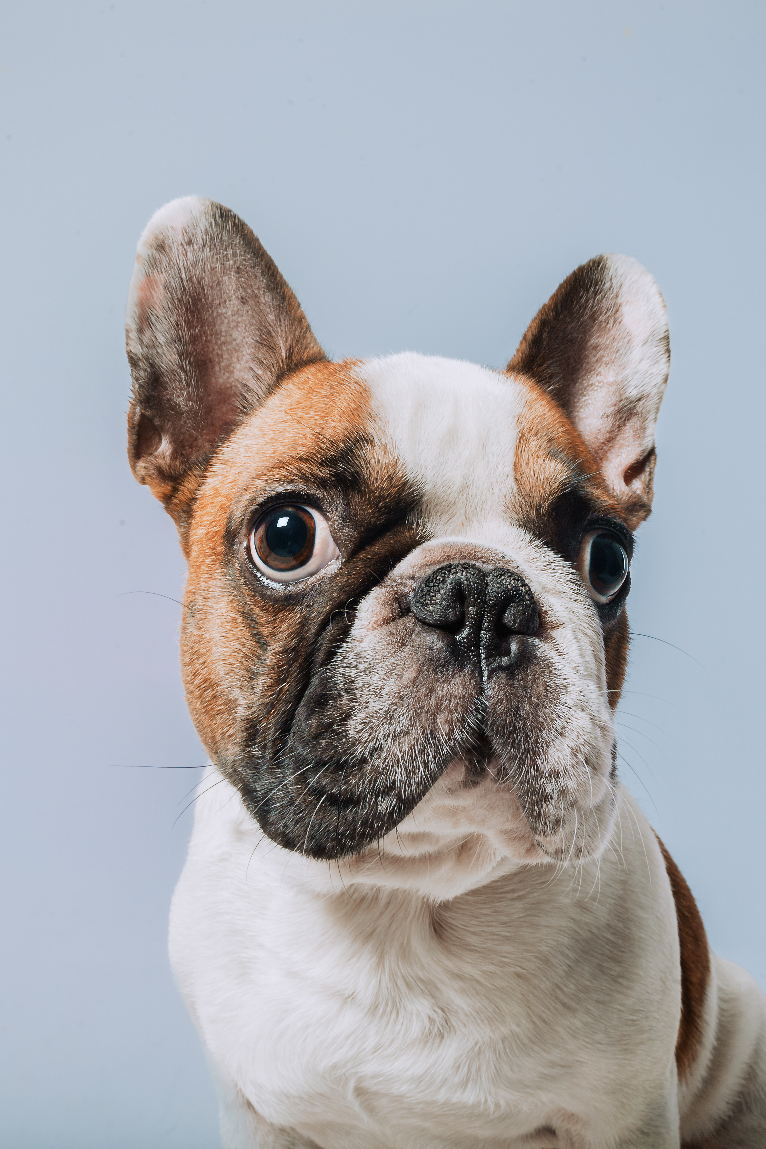 Студийная фотосессия с цветным светом. Фотограф-анималист Татьяна Степанова