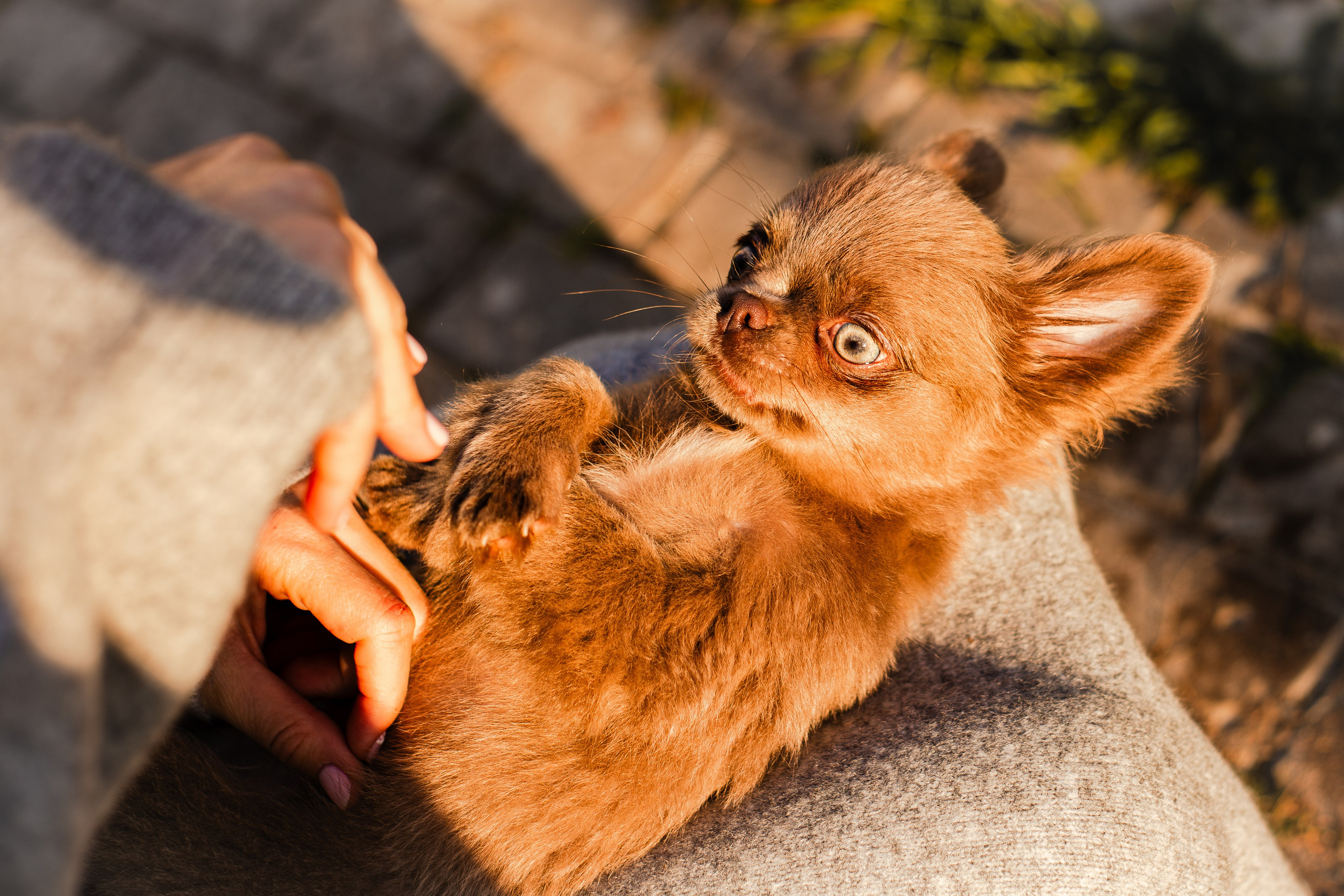 Варя и Фунтик. Фотограф-анималист Мария Баркевич | Москва