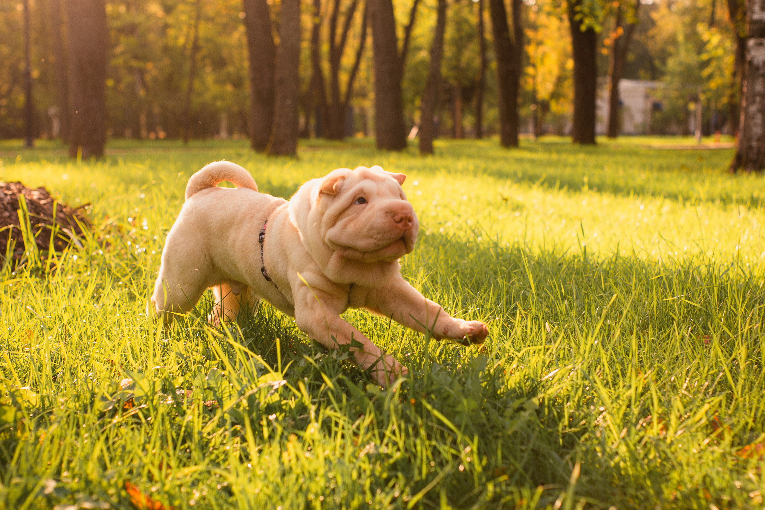 Алёна, Лагерта и Зефир. Фотограф-анималист Мария Баркевич | Москва