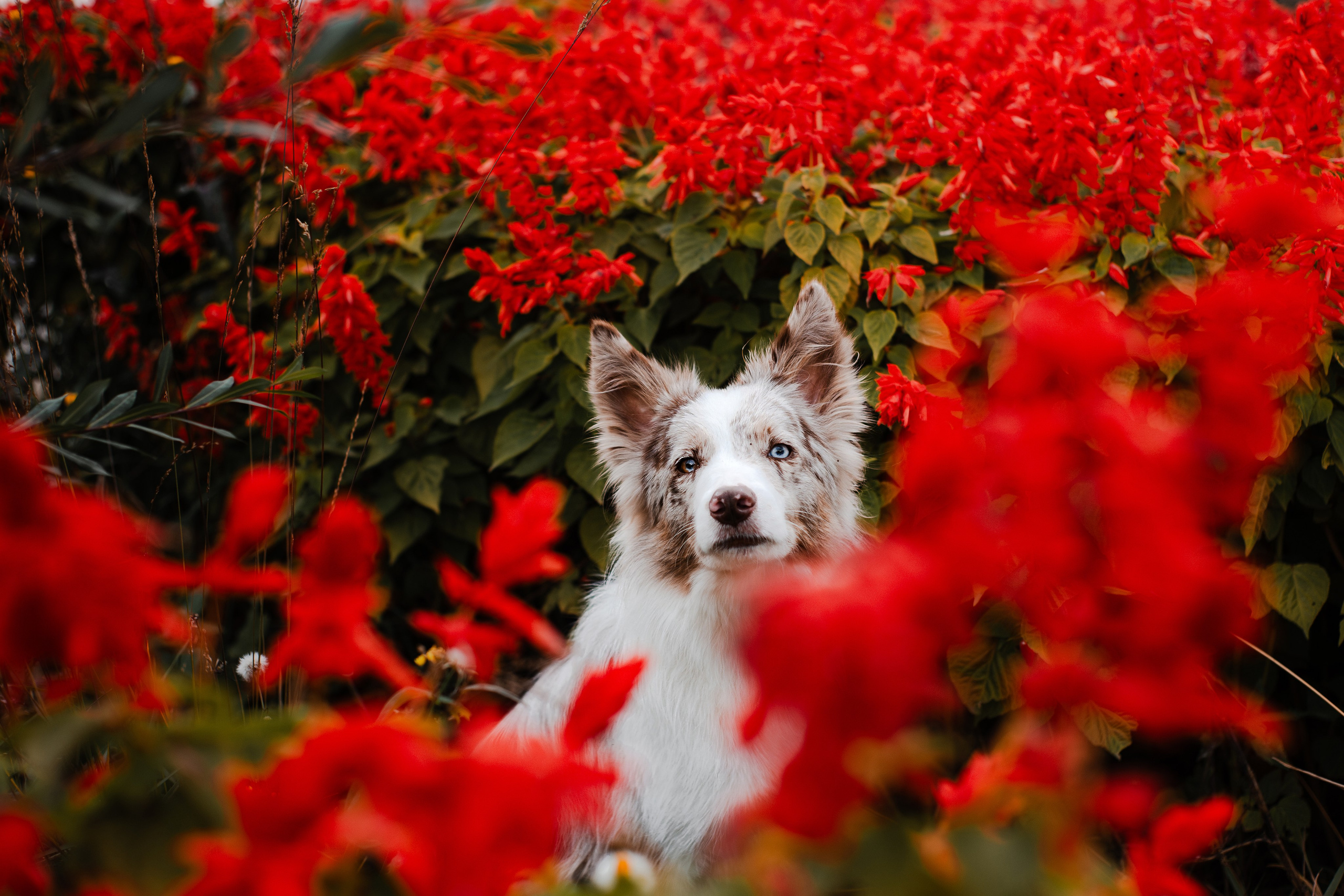 Мария и Утопия. Фотограф-анималист Мария Баркевич | Москва