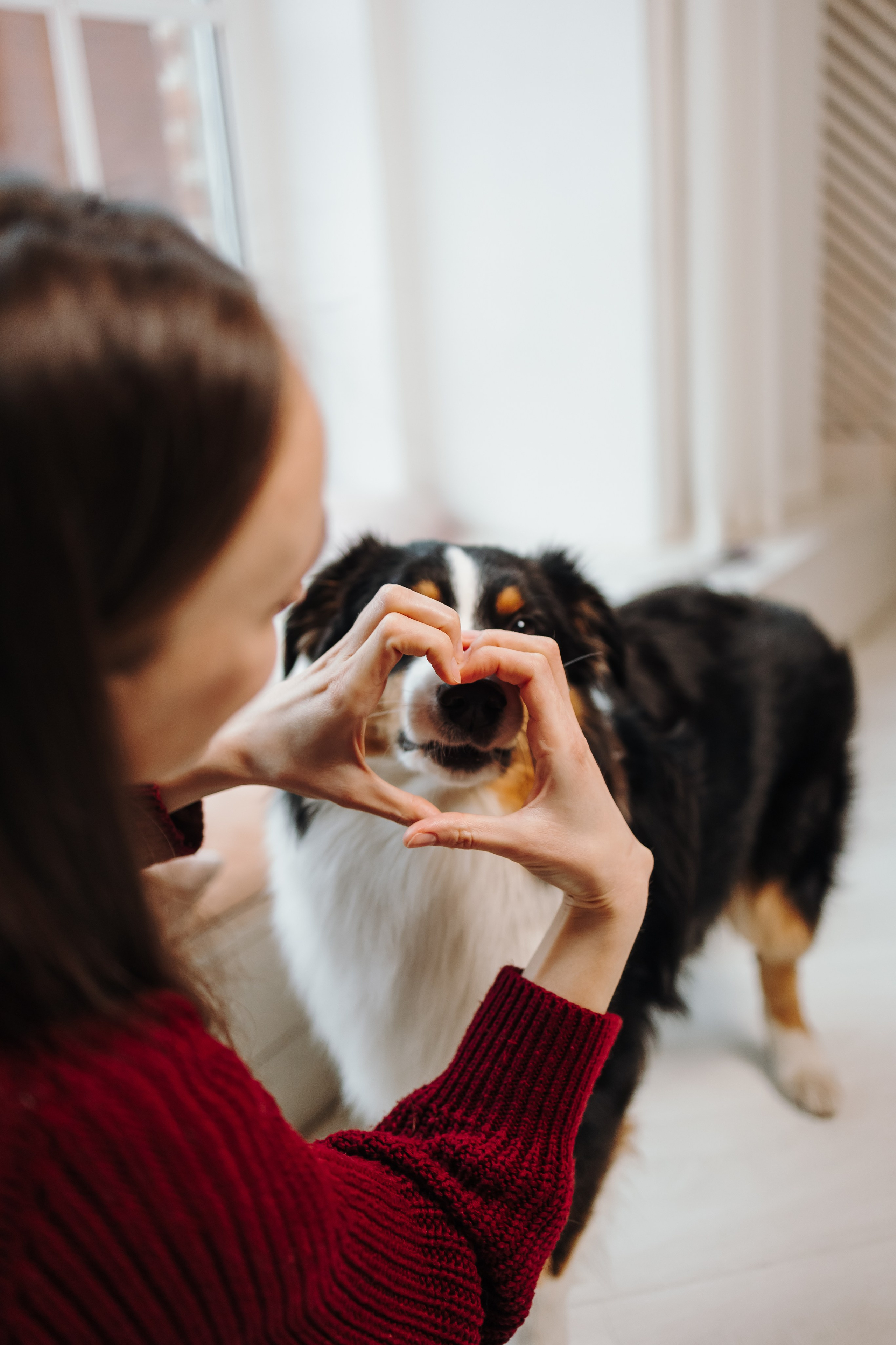 Груминг. Фотограф-анималист в Санкт-Петербурге Алина Яхонт