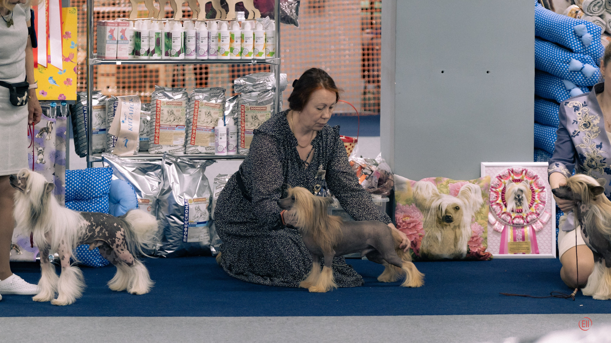 Национальная выставка китайских хохлатых собак 2023. Питомник китайских хохлатых собак Poale Ell: купить щенка