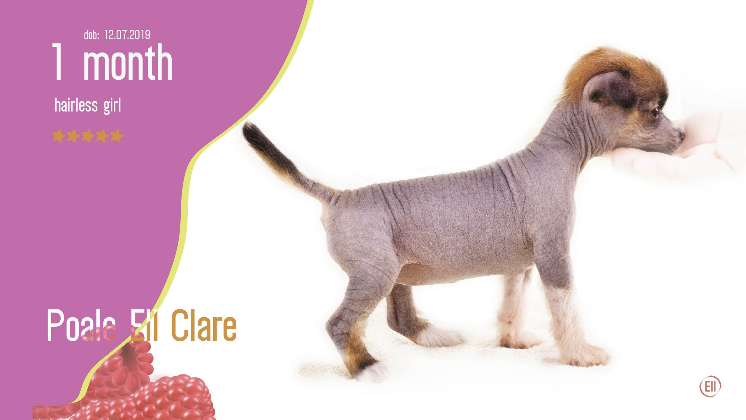 Litter C. Chinese Crested Dog Kennel Poale Ell