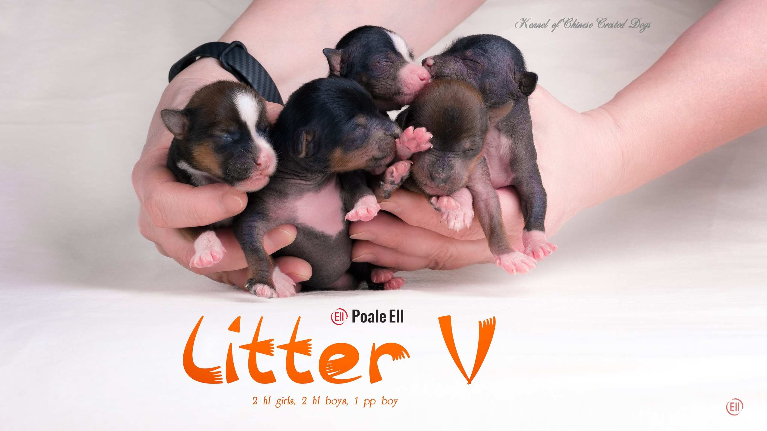 2 года помету V!. Питомник китайских хохлатых собак Poale Ell: купить щенка в питомнике