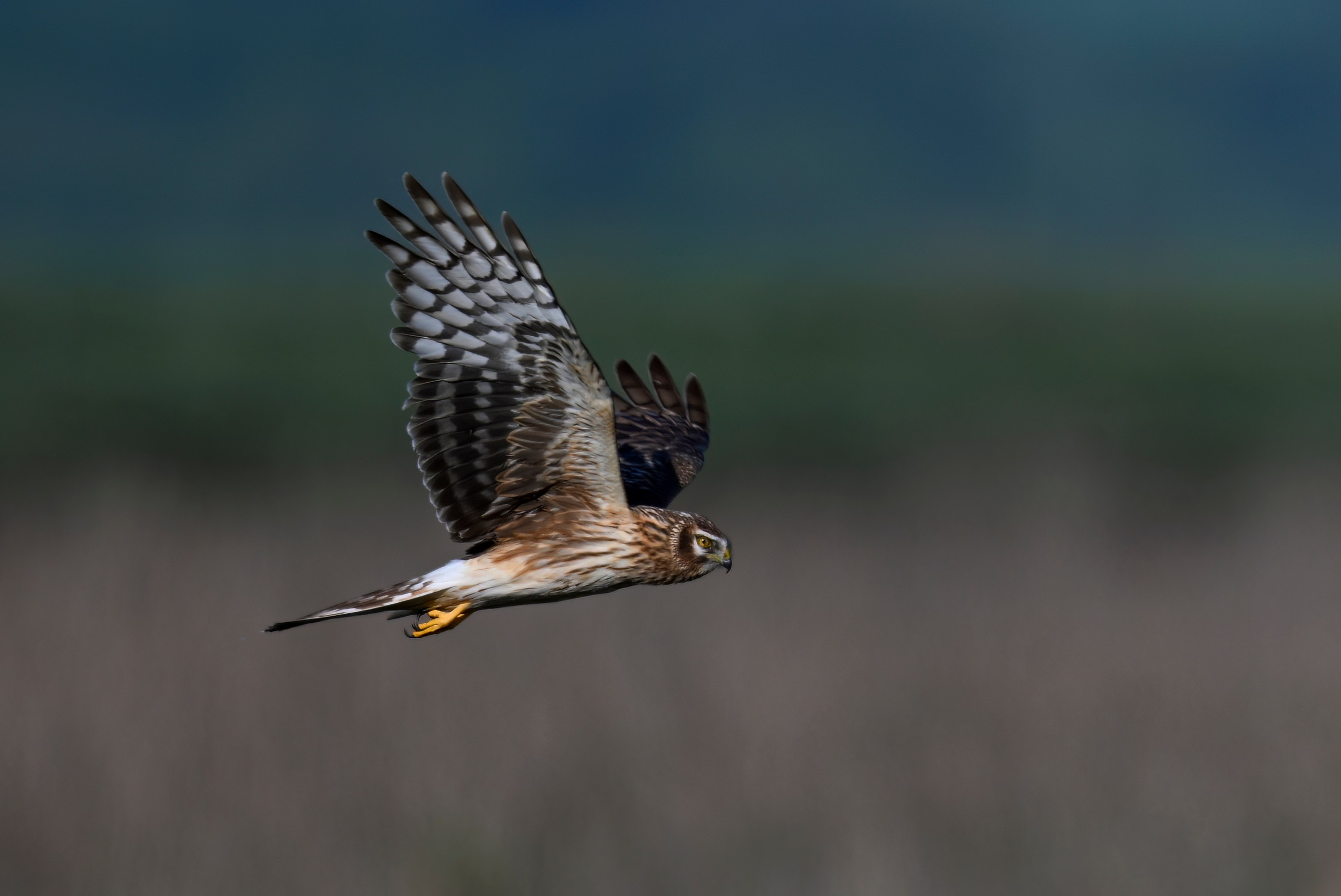Драки лысух и лунь. Wildlife photography by Sergey Puponin