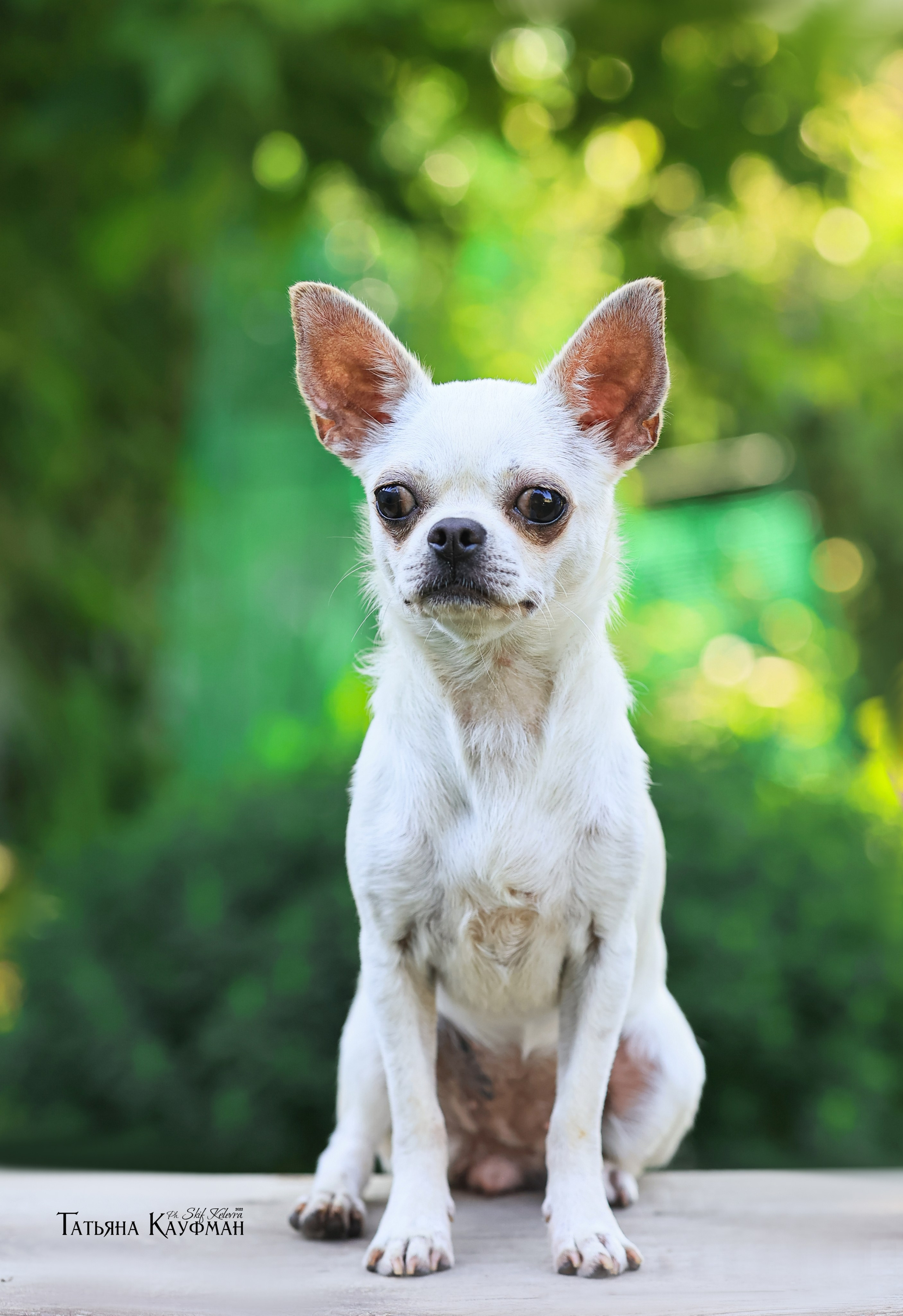 Чухуа хуа, собака в цветах, красивая собака, фотограф анималист, фотокурс Анималистика, научиться фотографировать собак, фотограф Новосибирск