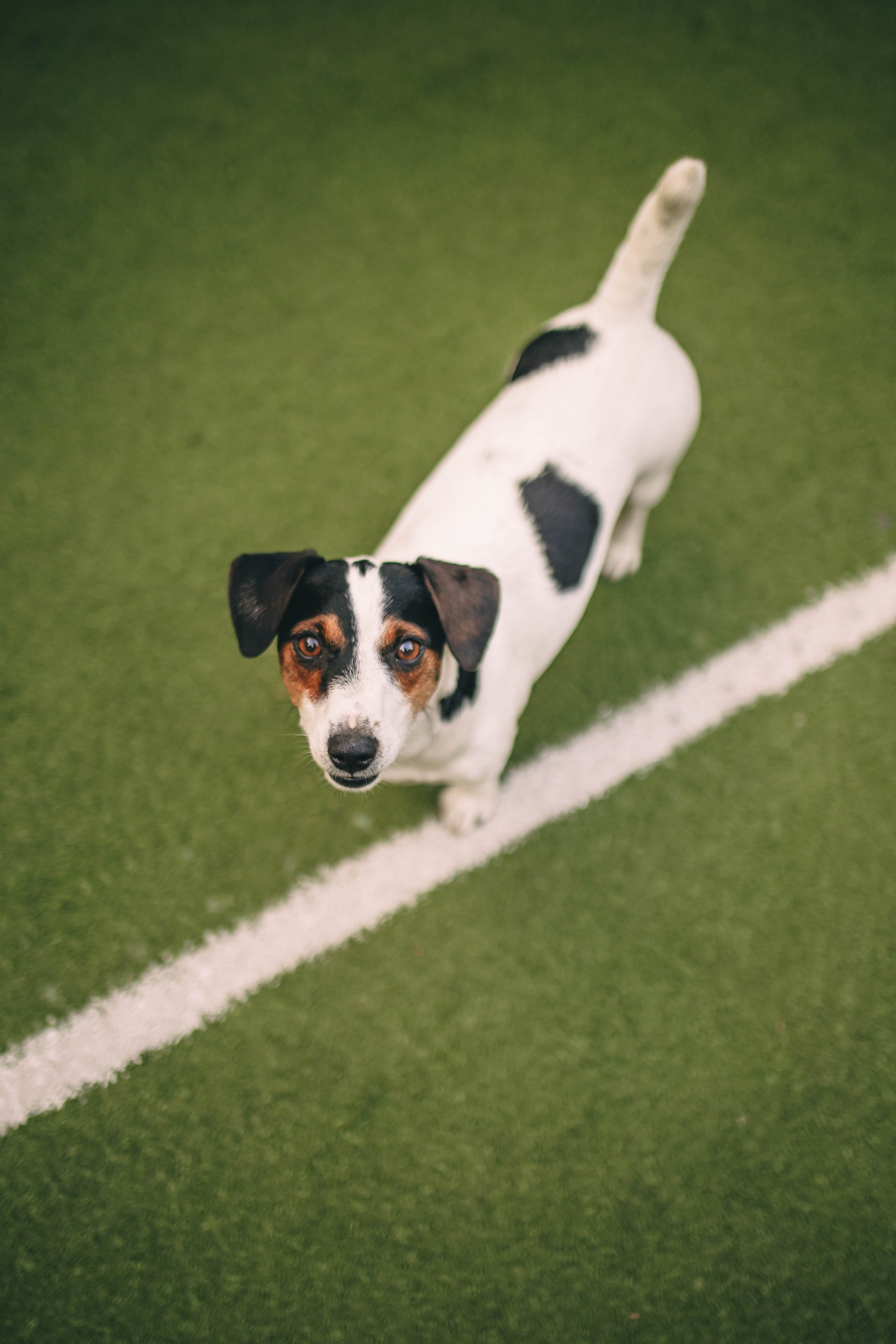 Pet-Party + Live-music |Парк Культуры. Фотограф в Ставрополе Алина Клочкова