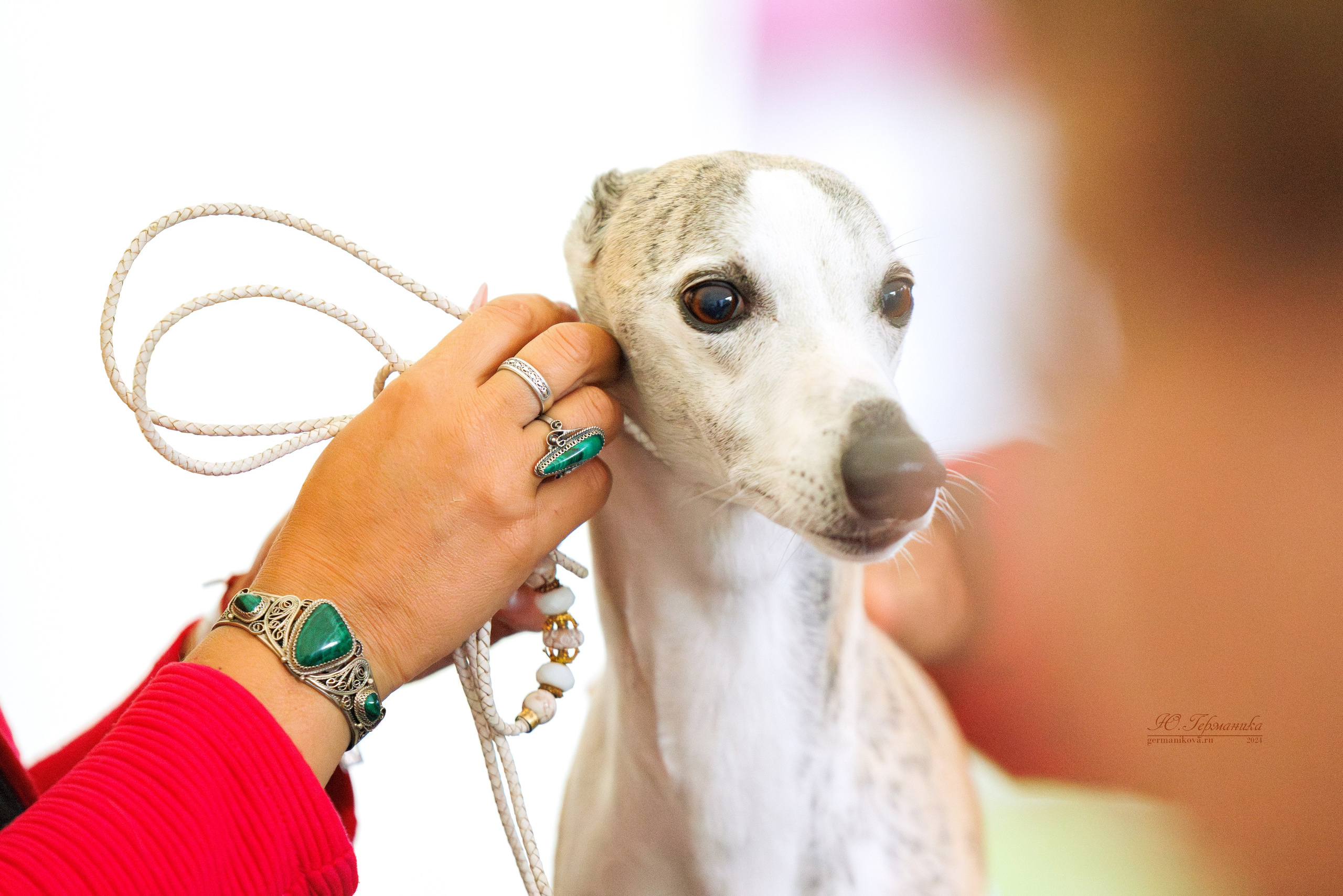 Астана 2хCACIB 17-18.08.2024. Фотограф-анималист Юлия Германика