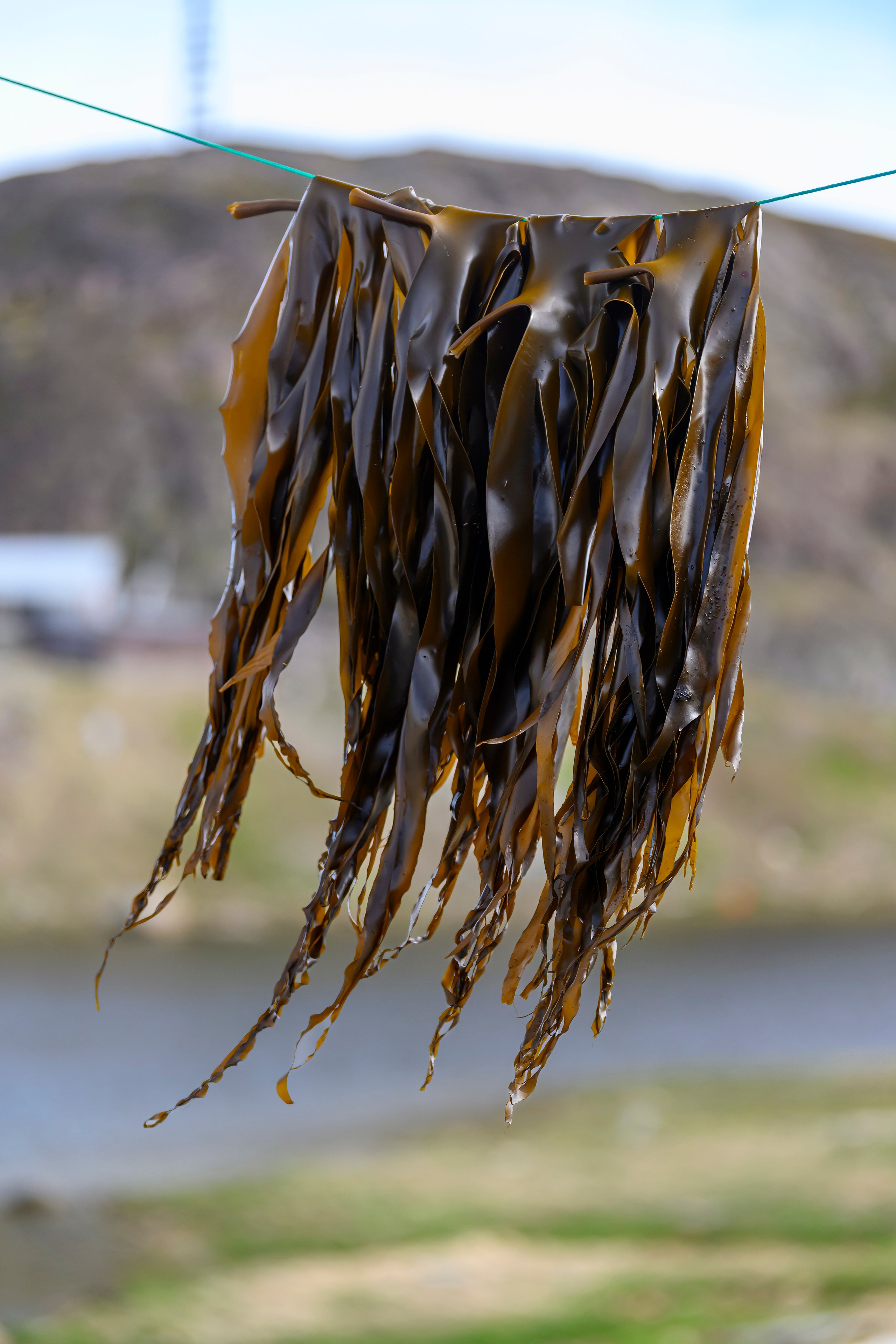 Мурманская область. Июнь 2024. Фотограф Сергей Пупонин