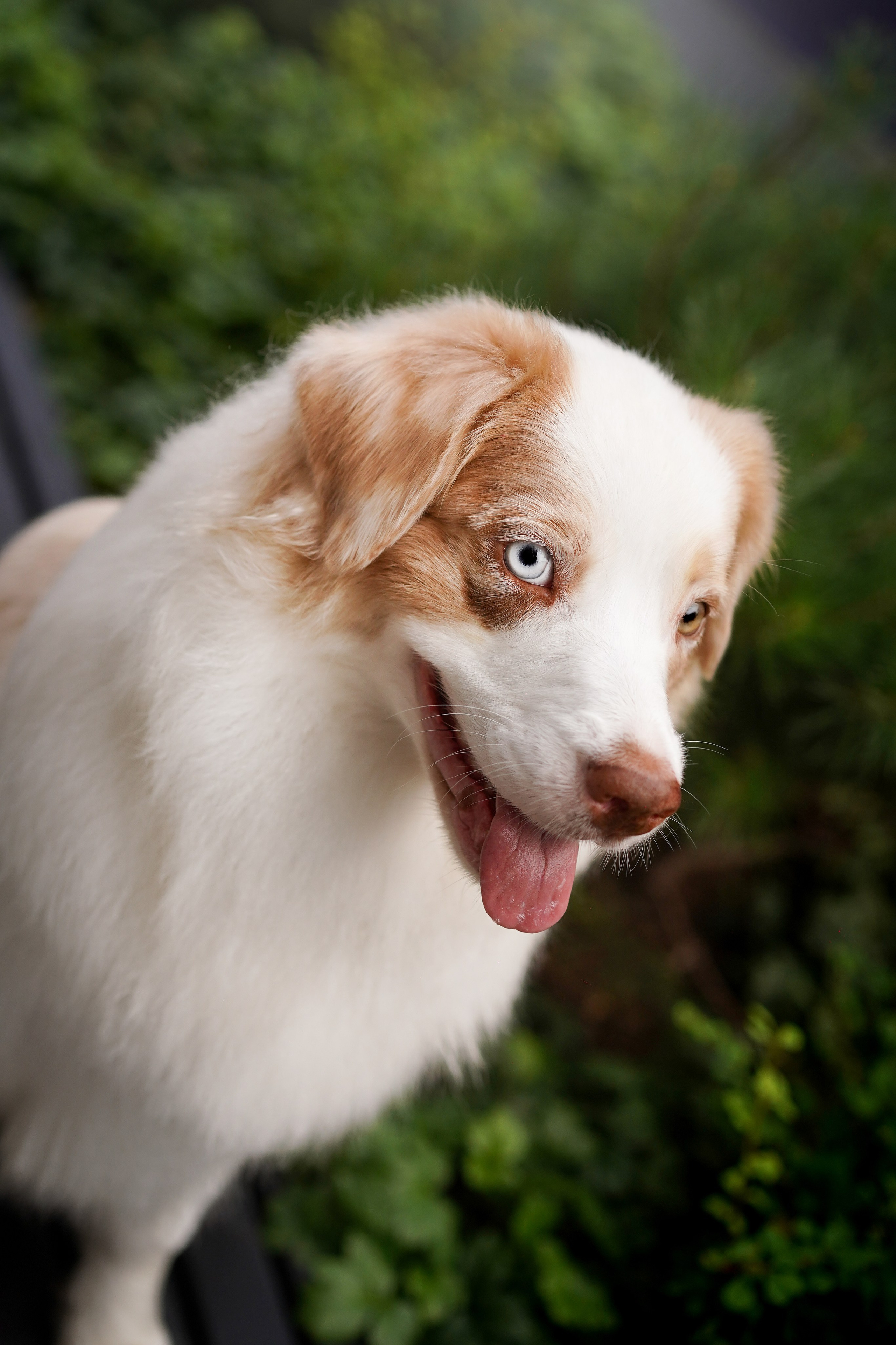 Кристина Катя Гермиона и Бэст. Фотограф-анималист в Санкт-Петербурге Яна Мартынова