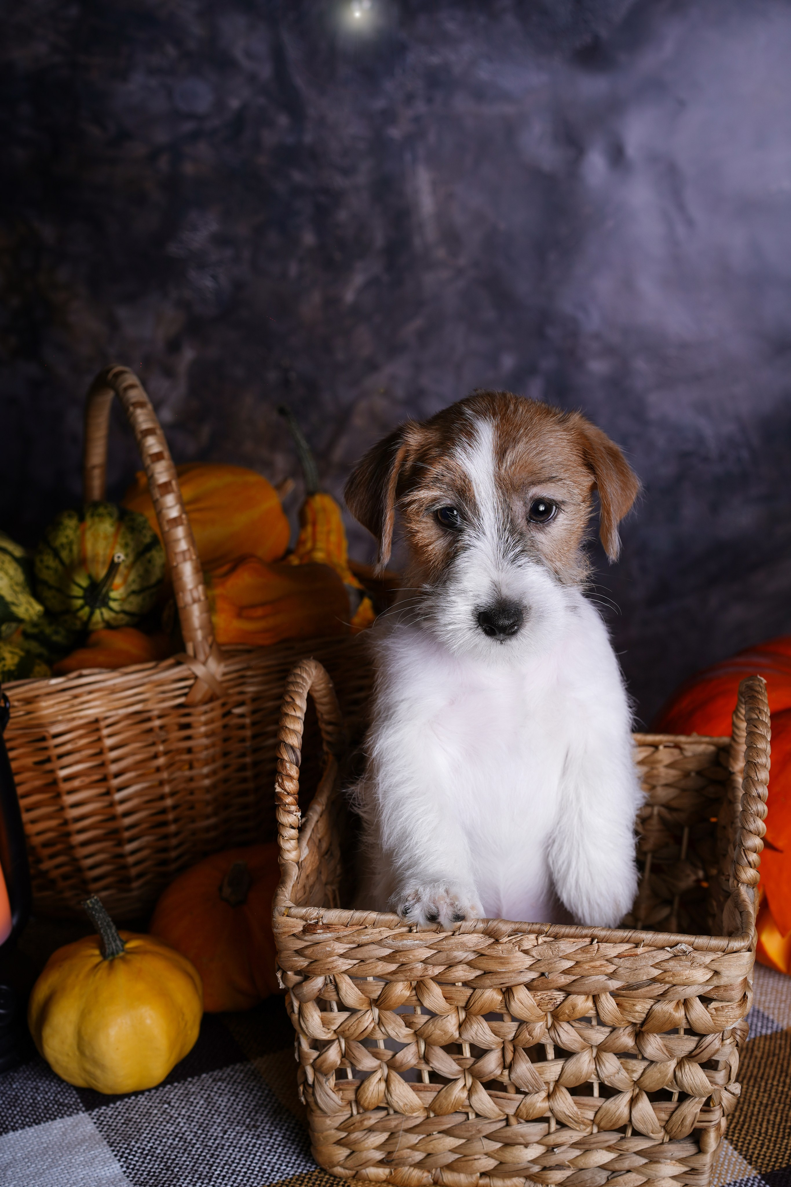 Щенки джек-рассел терьера. Фотограф-анималист в Санкт-Петербурге Яна Мартынова