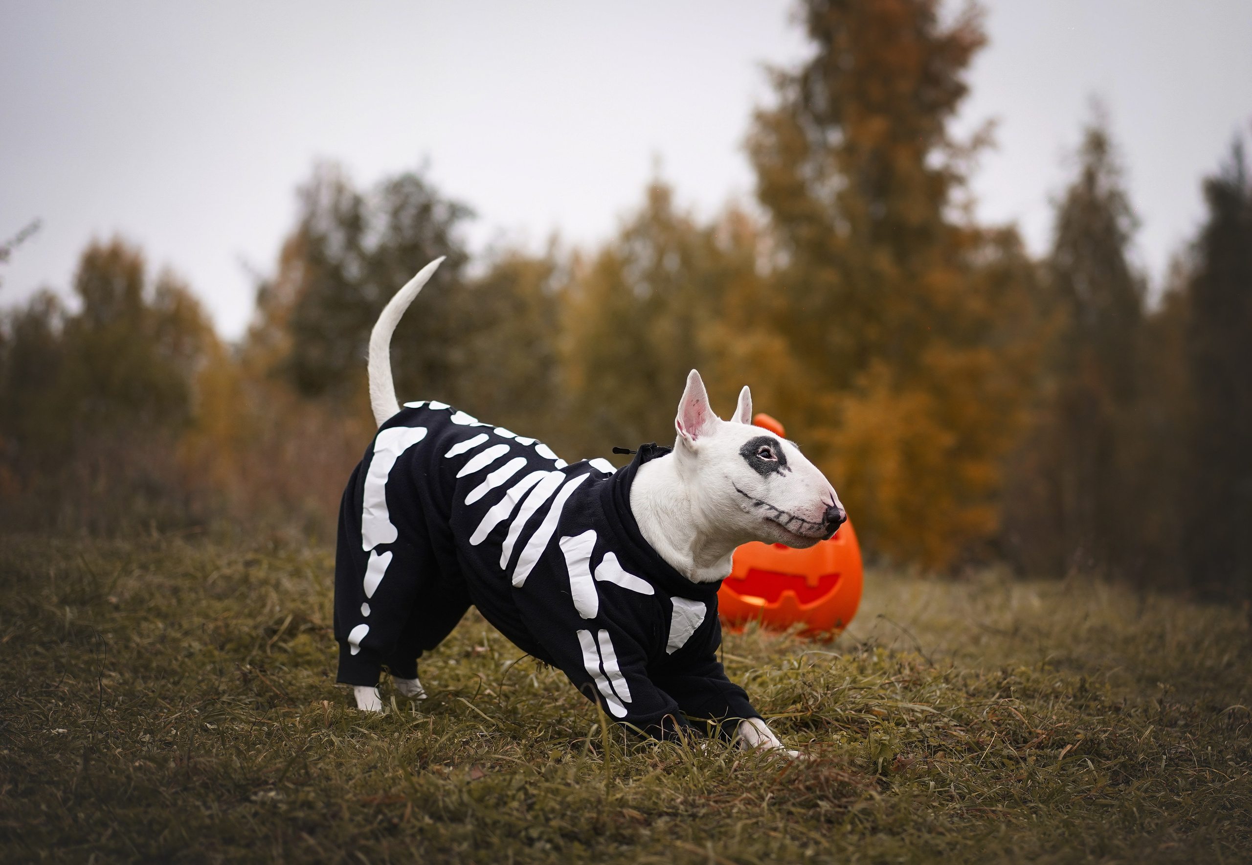 Настя Рома и Сахар Хелоуин. Фотограф-анималист в Санкт-Петербурге Яна Мартынова