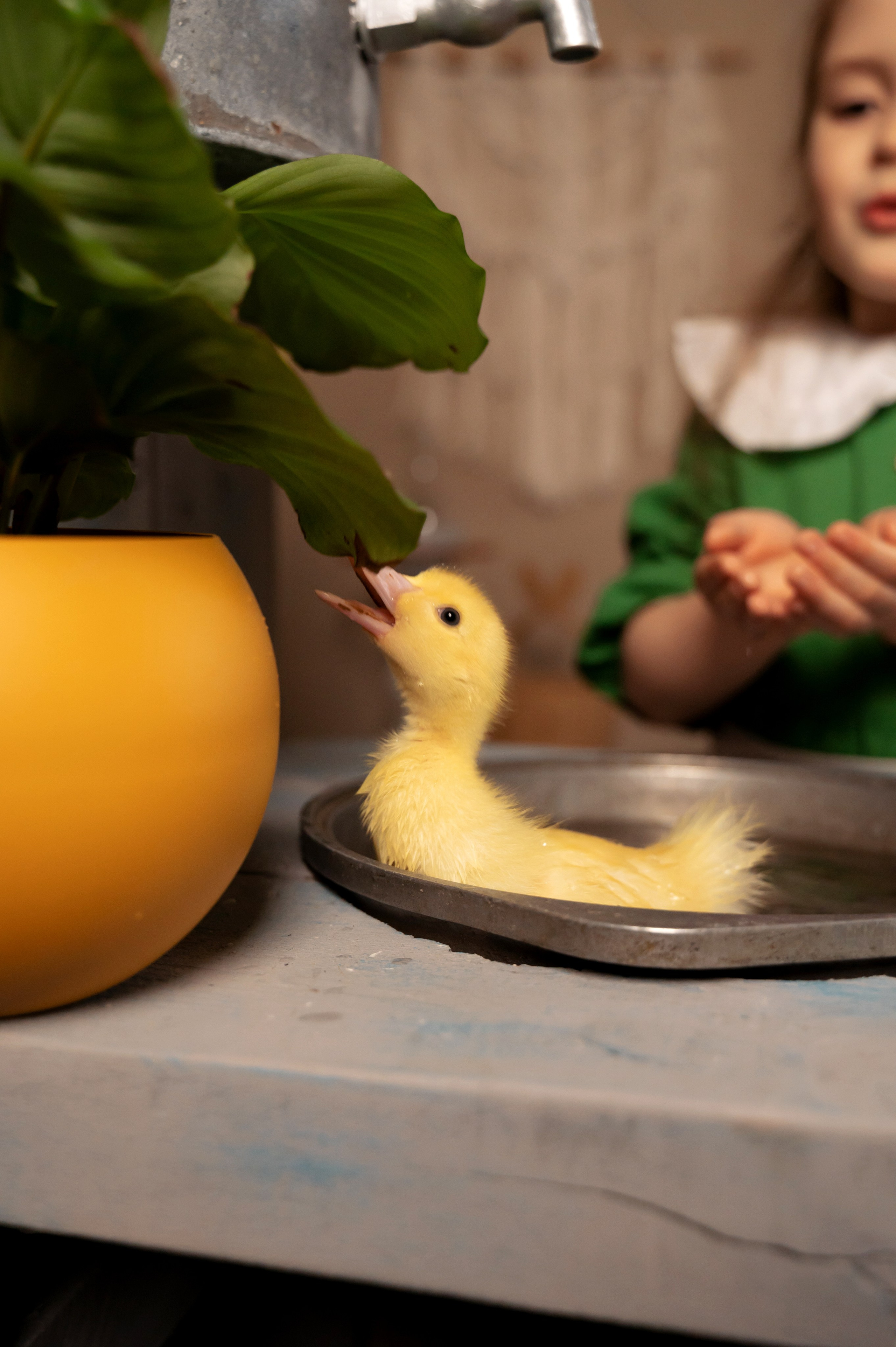 Купание утят. Елена Задорина