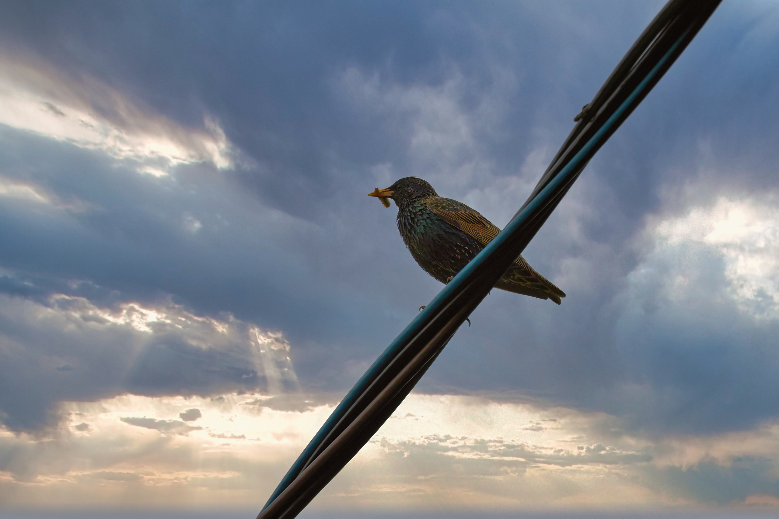 Живность разная. FM Media Сrew. Репортажные фото и видео