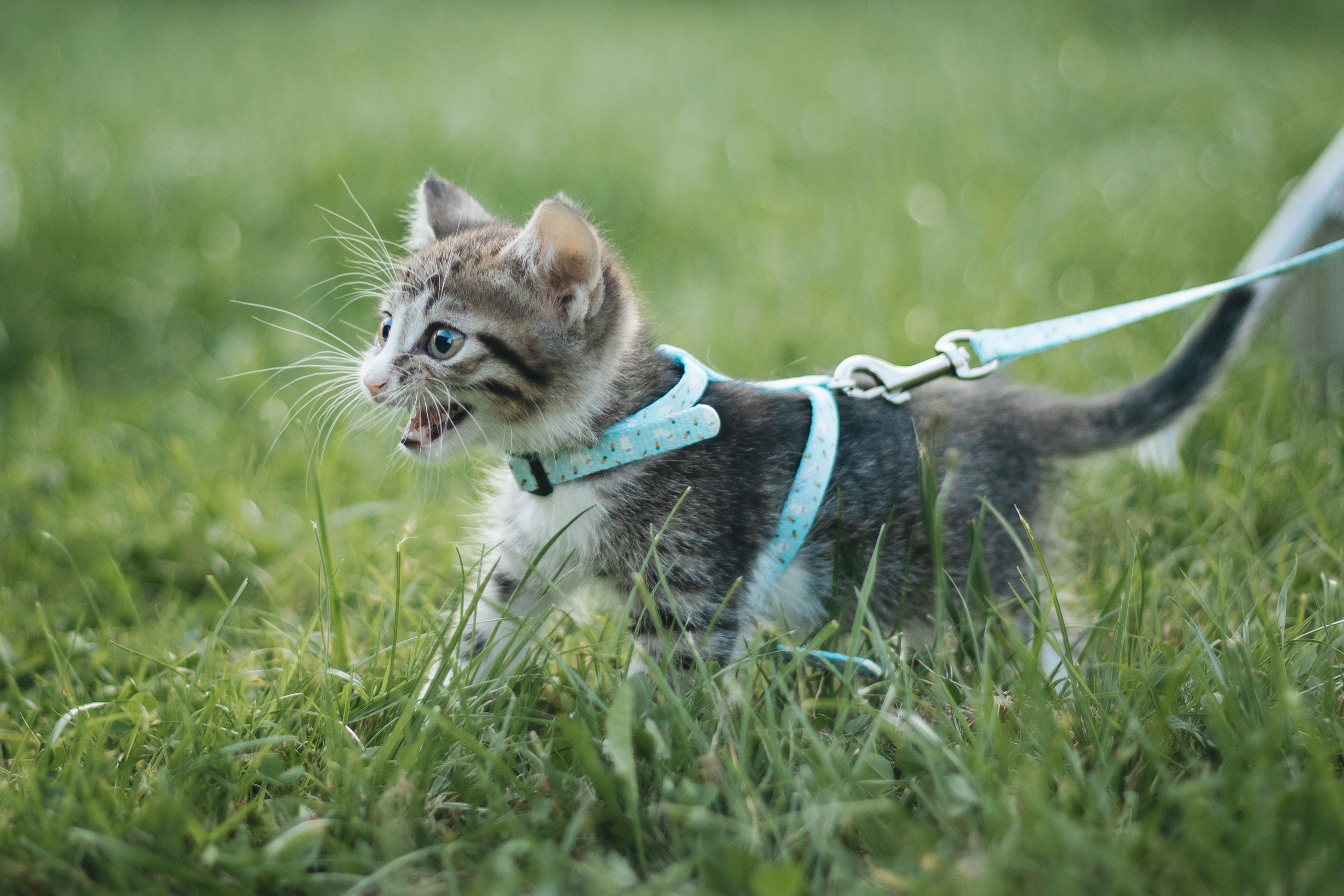 Котики на пиар. Фотограф в Москве (анималистика, коммерция, репортаж, спорт)