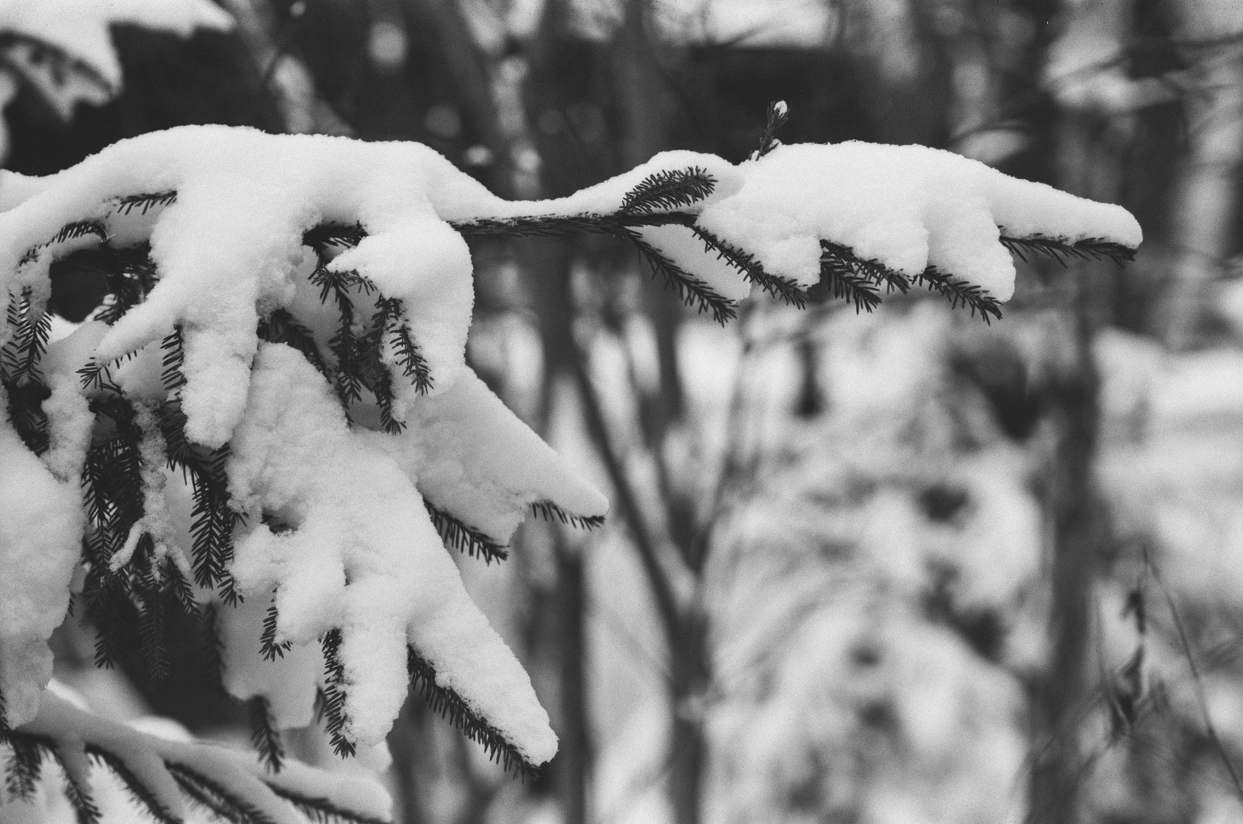 Contax N1 / Carl Zeiss Makro Sonnar 100 mm f/2.8 / Давыдовское