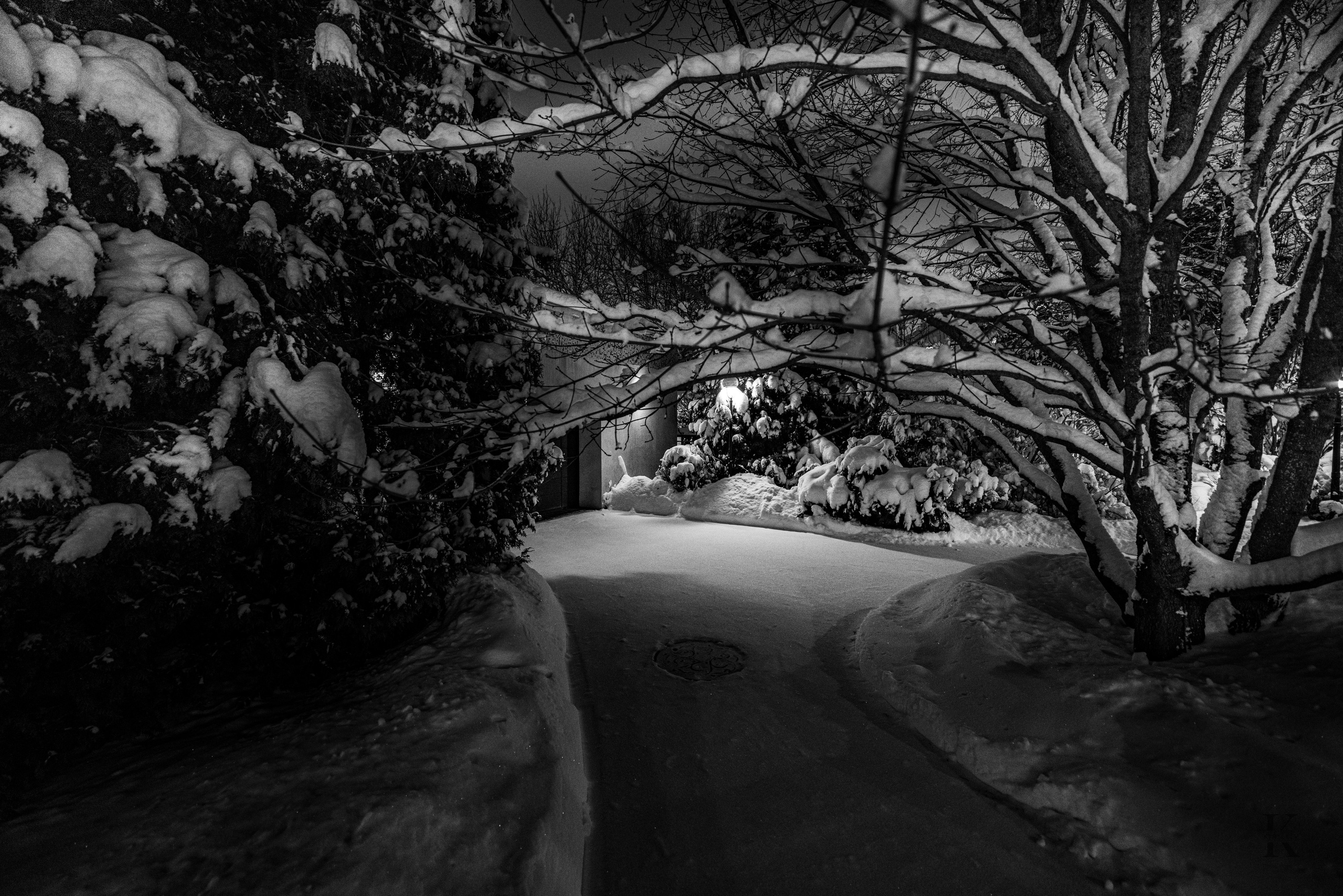 Природа 31 Декабря 2025 года. Клены. Фотографирую жизнь! Московский фотограф волонтер