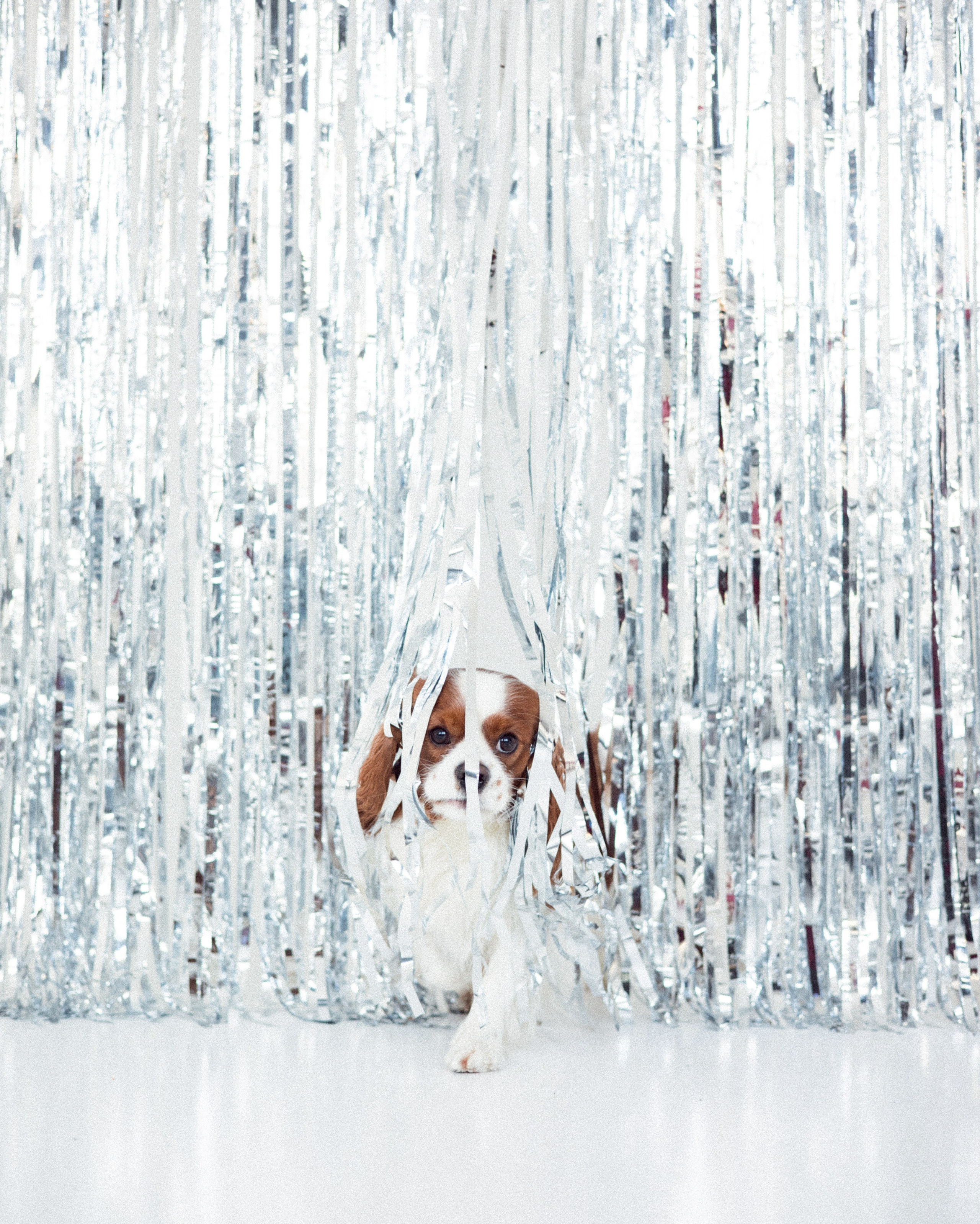 Портфолио. Фотограф-анималист в Екатеринбурге Марина Шишкина