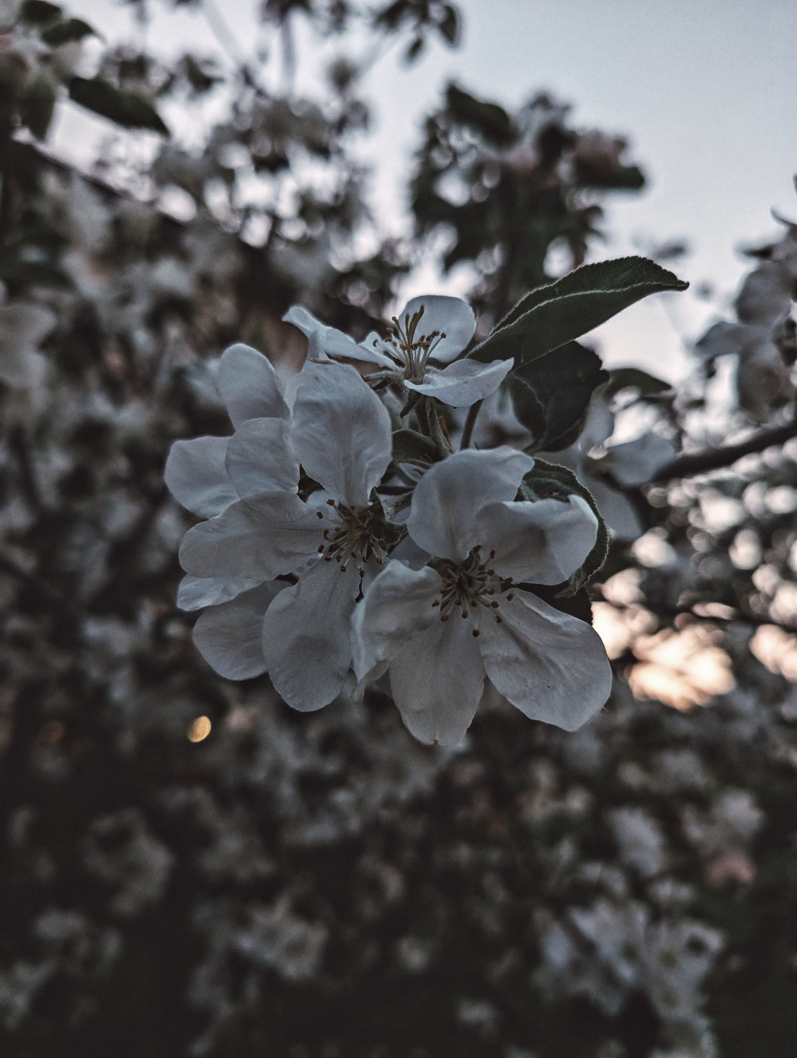 Вдохновение. Ph___tina