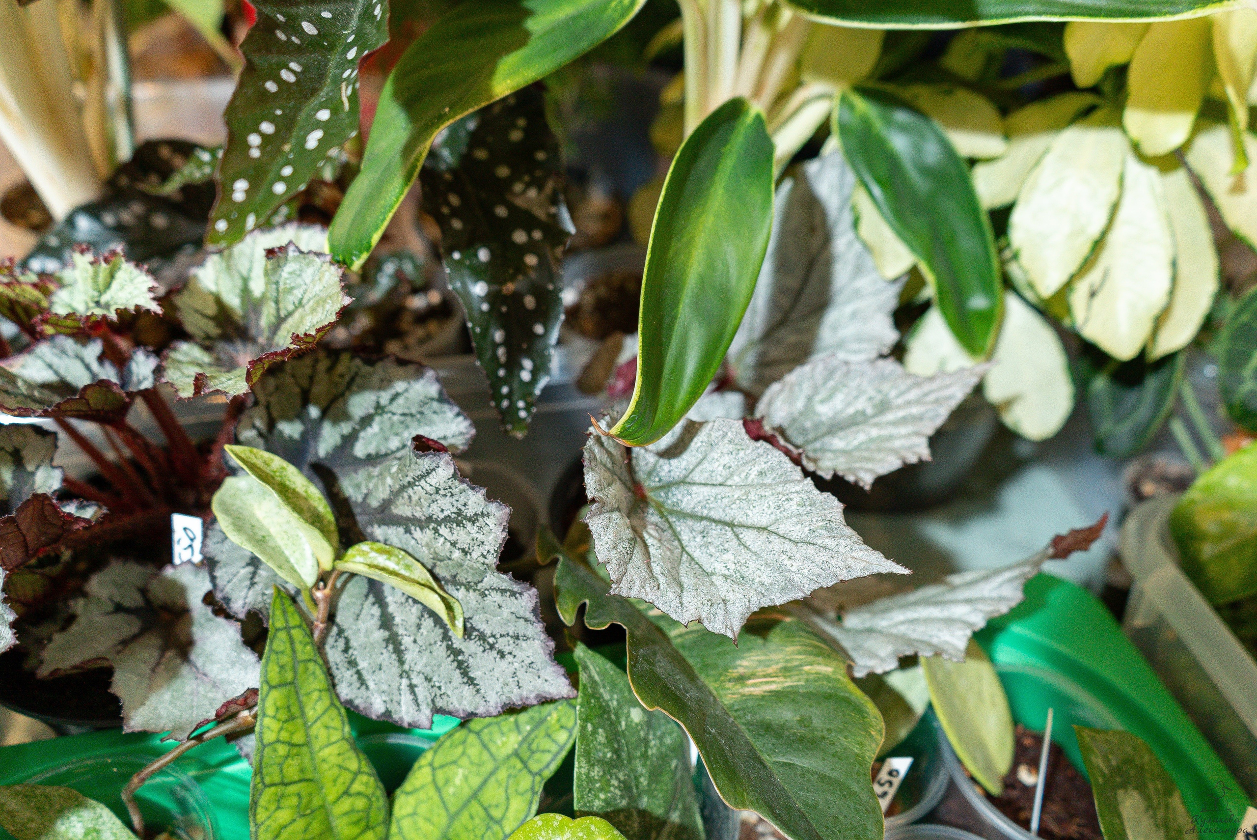 Гроубокс Артплей апрель. Александра Куликова фотограф, Москва