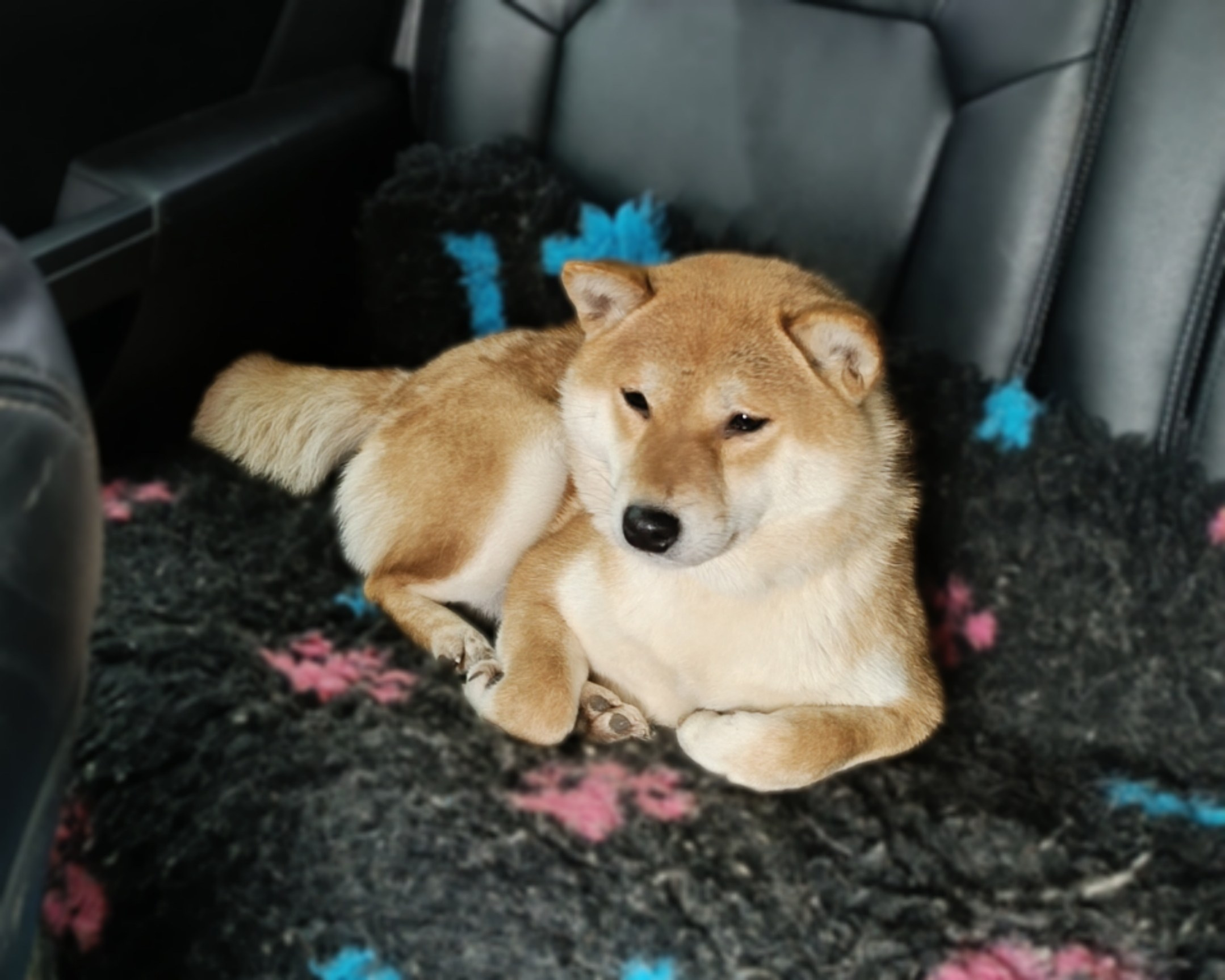 КАЦУ * HANDZIMEMESITE AFRODITA. Американская акита I Сиба ину I Питомник RUBYLIGHT