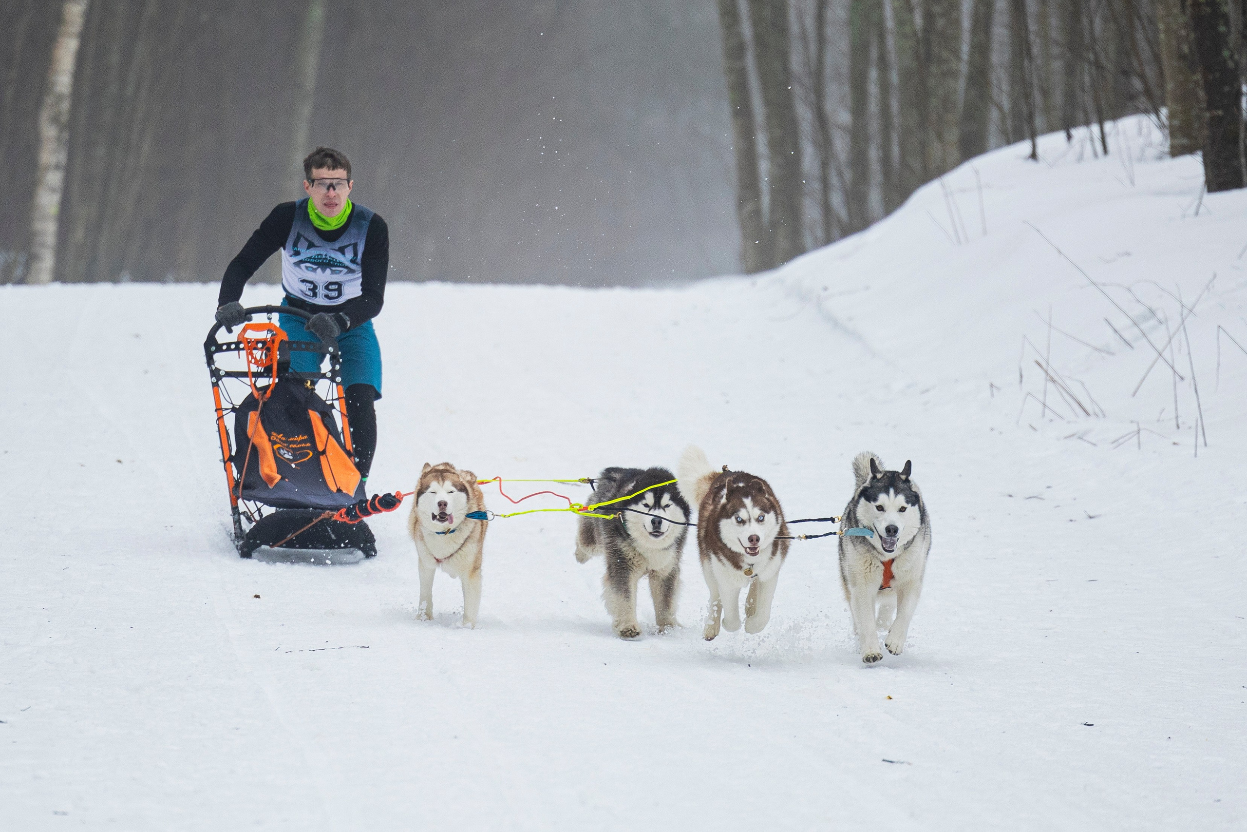 Зимний Чемпионат Санкт-Петербурга по ездовому спорту. Фотограф-анималист Анна Маринич
