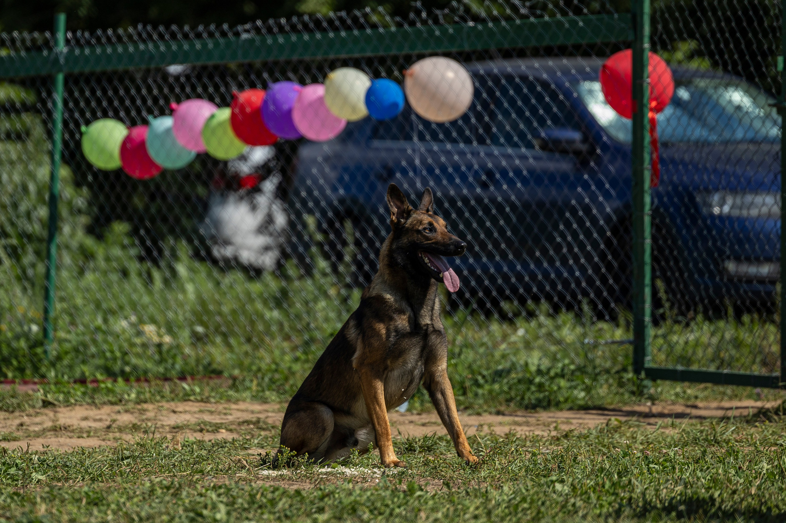 Соревнования по Мондьорингу г. Вологда 10-11.08.2024. Фотограф-анималист Анна Маринич