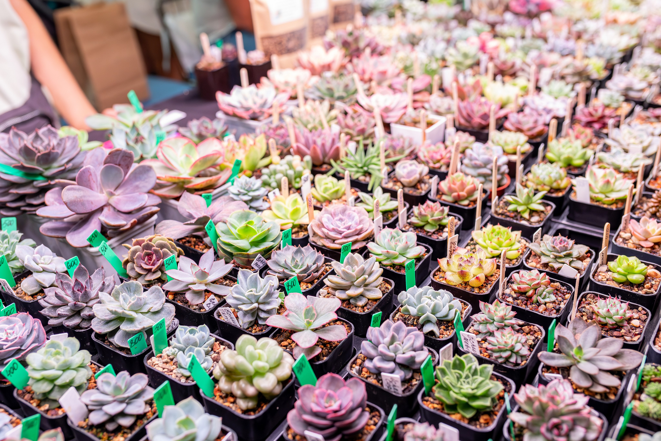 Growbox 5лет. Александра Куликова фотограф, Москва