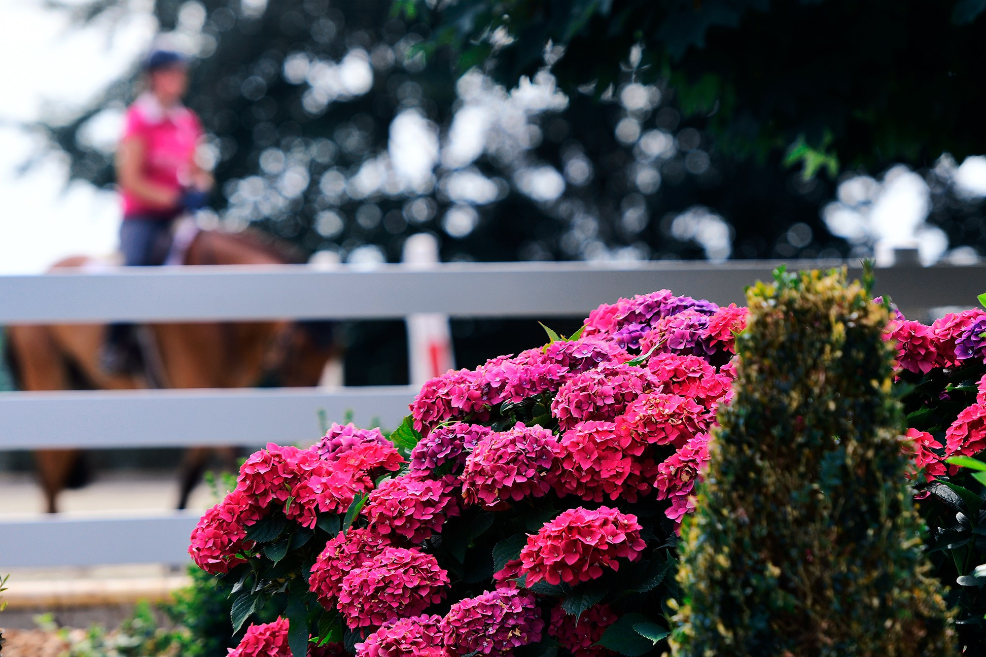 ЕС. Конный фотограф Alesya Safe